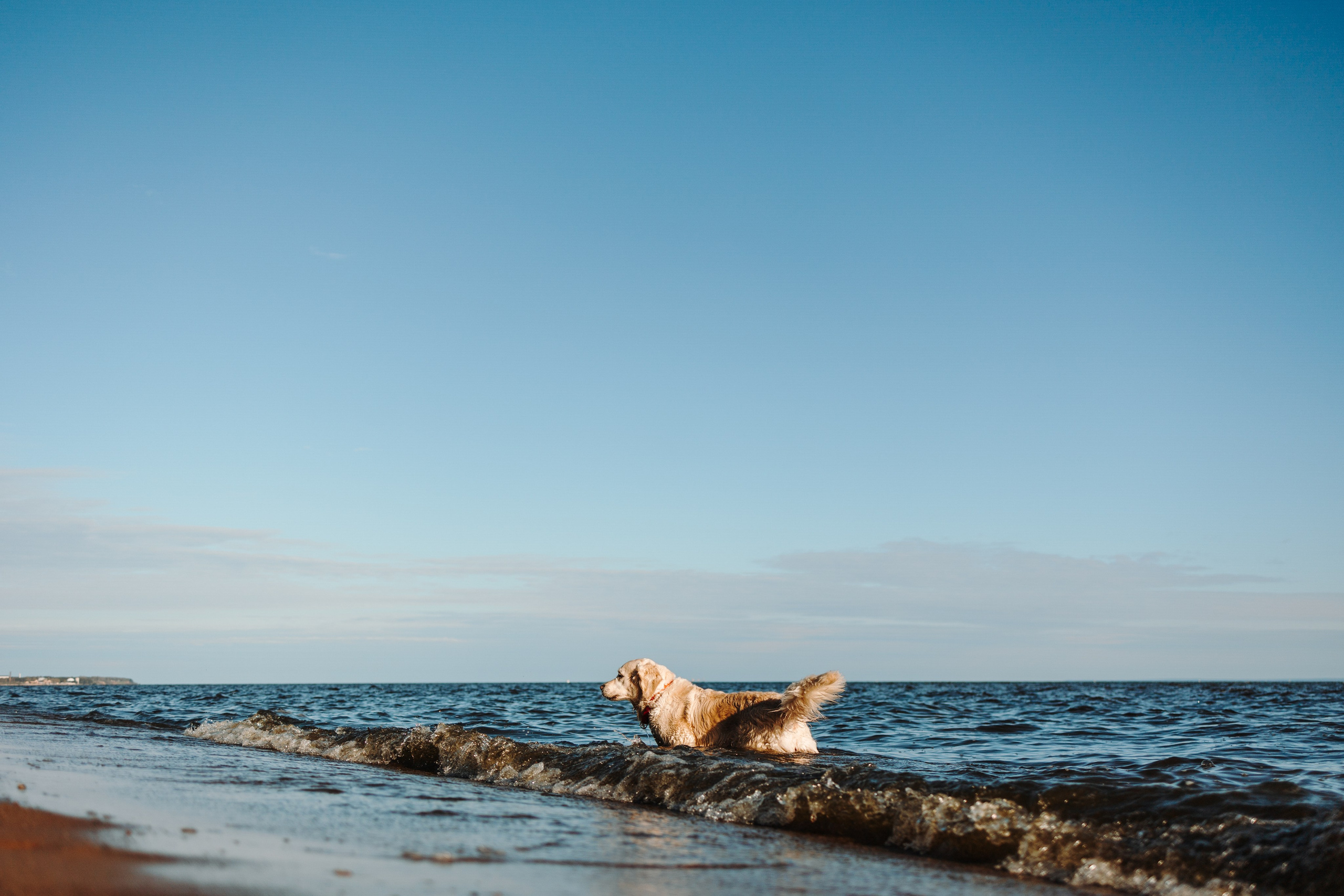 Катя и ее девочки. Фотограф — Анималист | Санкт-Петербург