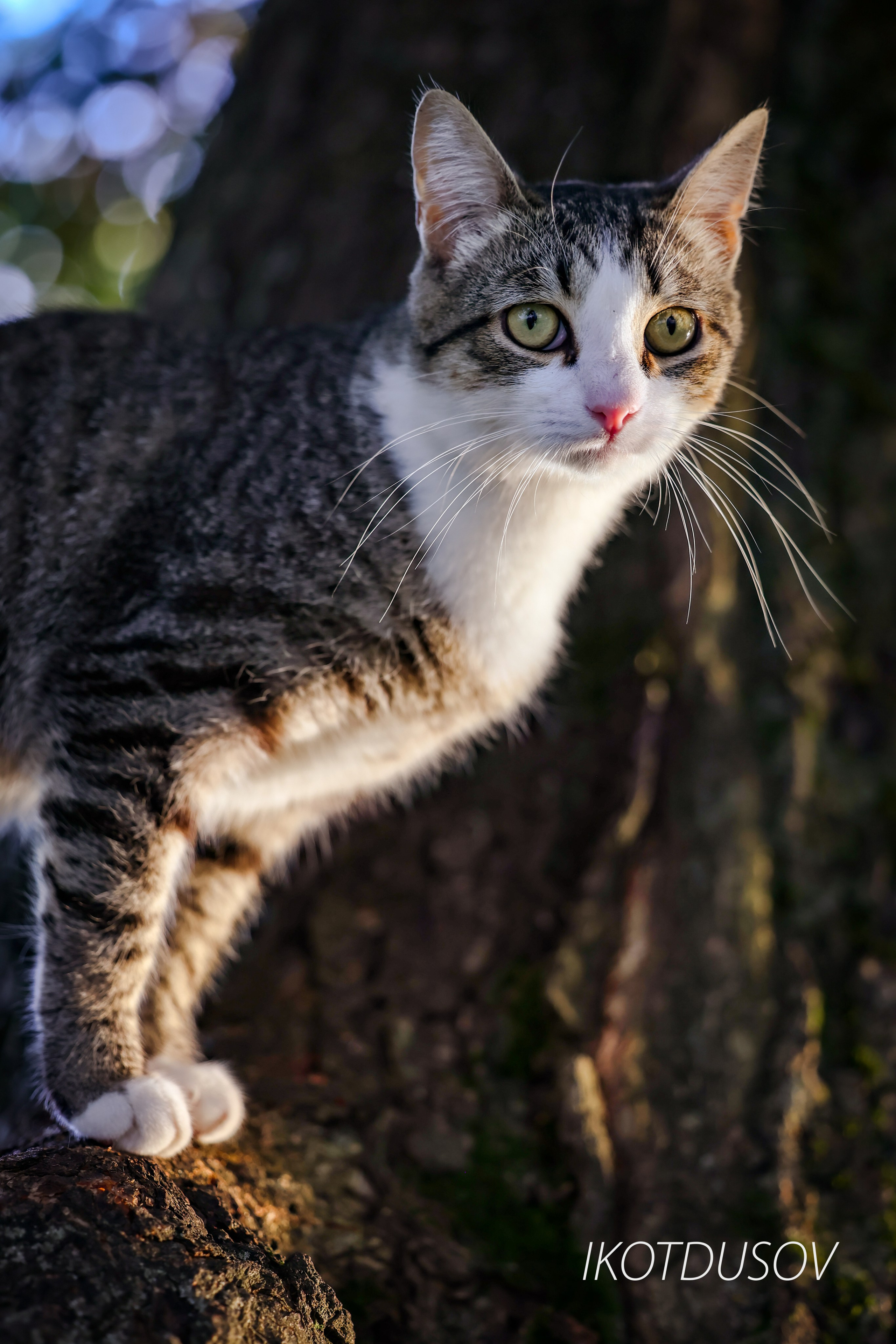 Животный мир. Ikotdusov