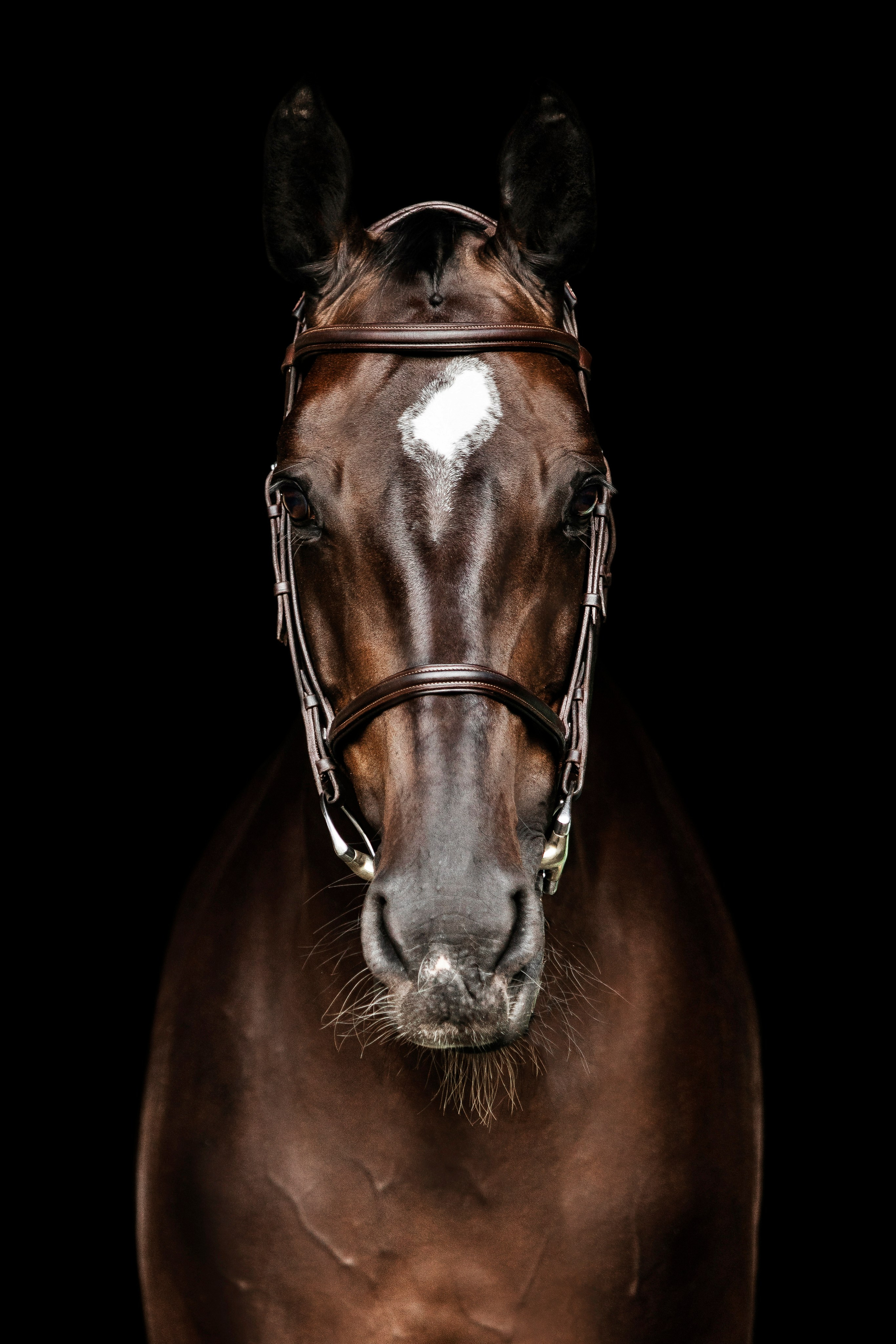 Конные портреты. Veronika Makeeva horse photo