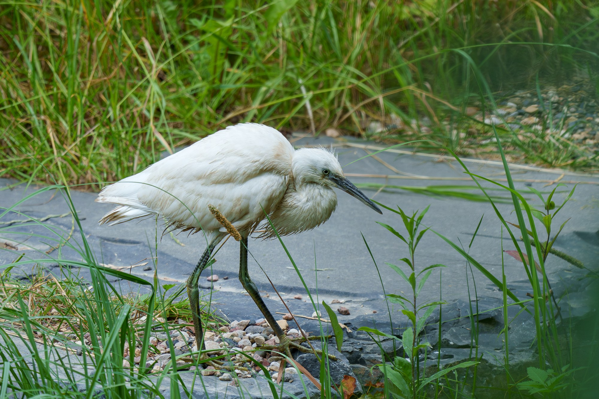 Удивительные мир птиц. Вокруг нас столько прекрасного — присмотритесь!. Ваш личный фотограф Марина Волкова