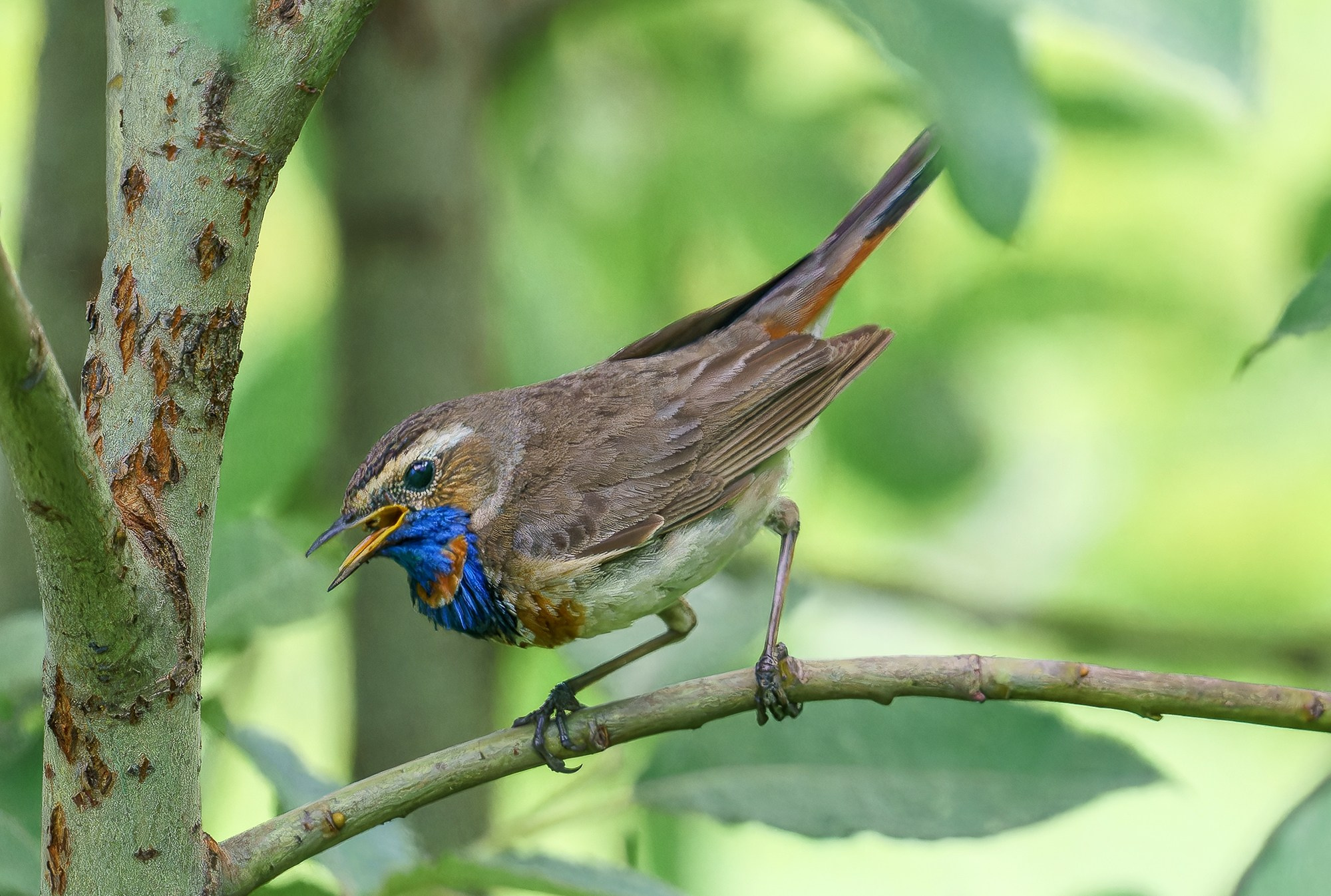 Удивительные мир птиц. Вокруг нас столько прекрасного — присмотритесь!. Ваш личный фотограф Марина Волкова
