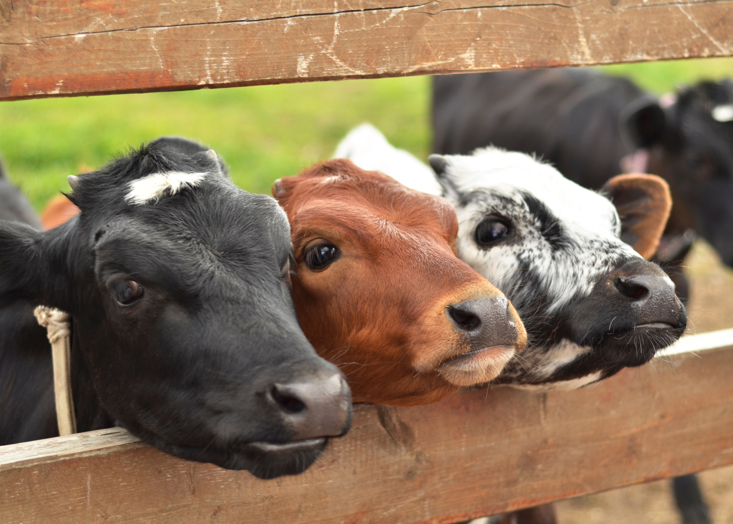 Не собаки и не лошади. Фотограф анималист