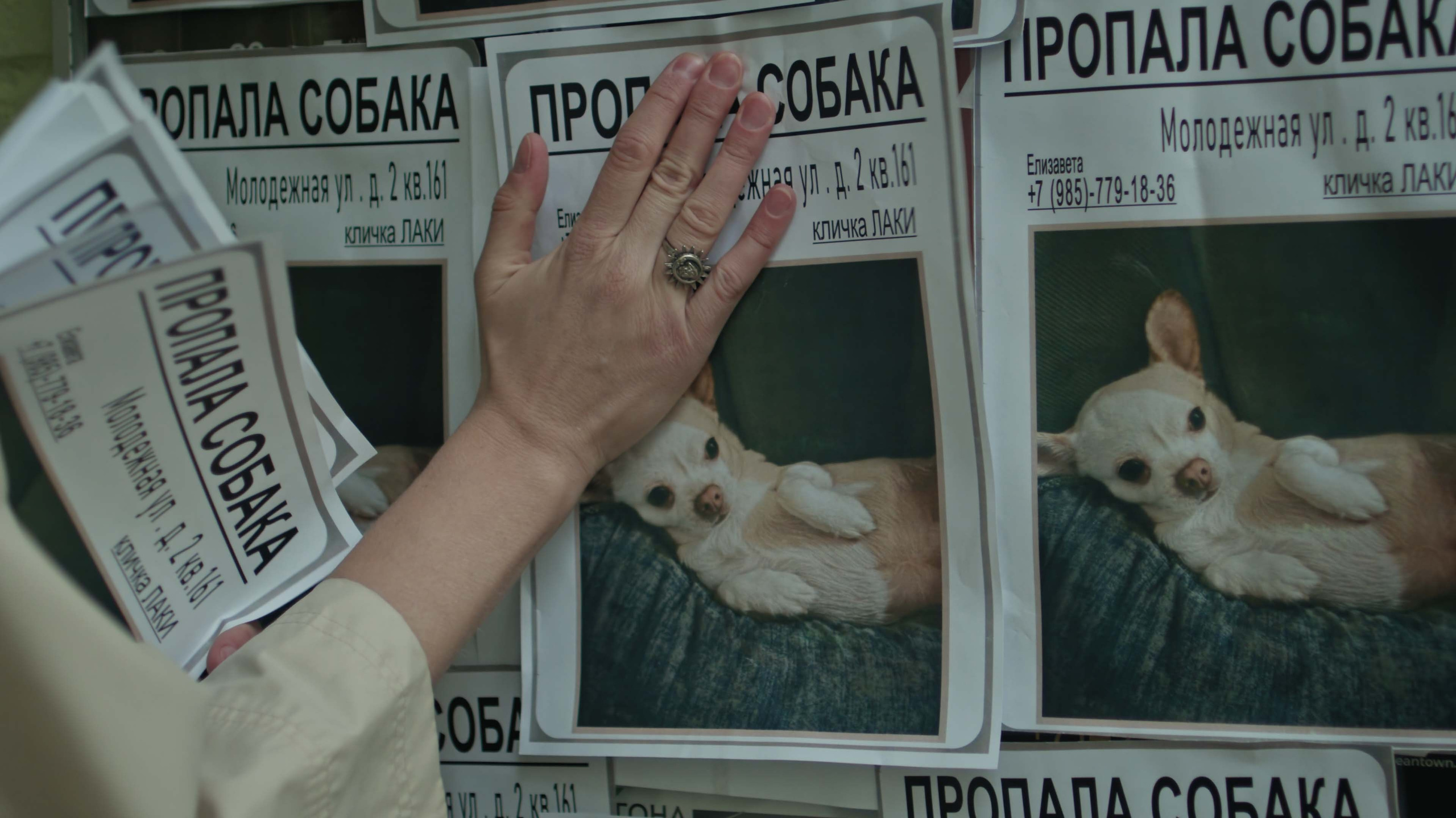 Короткометражный фильм о четвероногом друге. Цветокоррекция видео