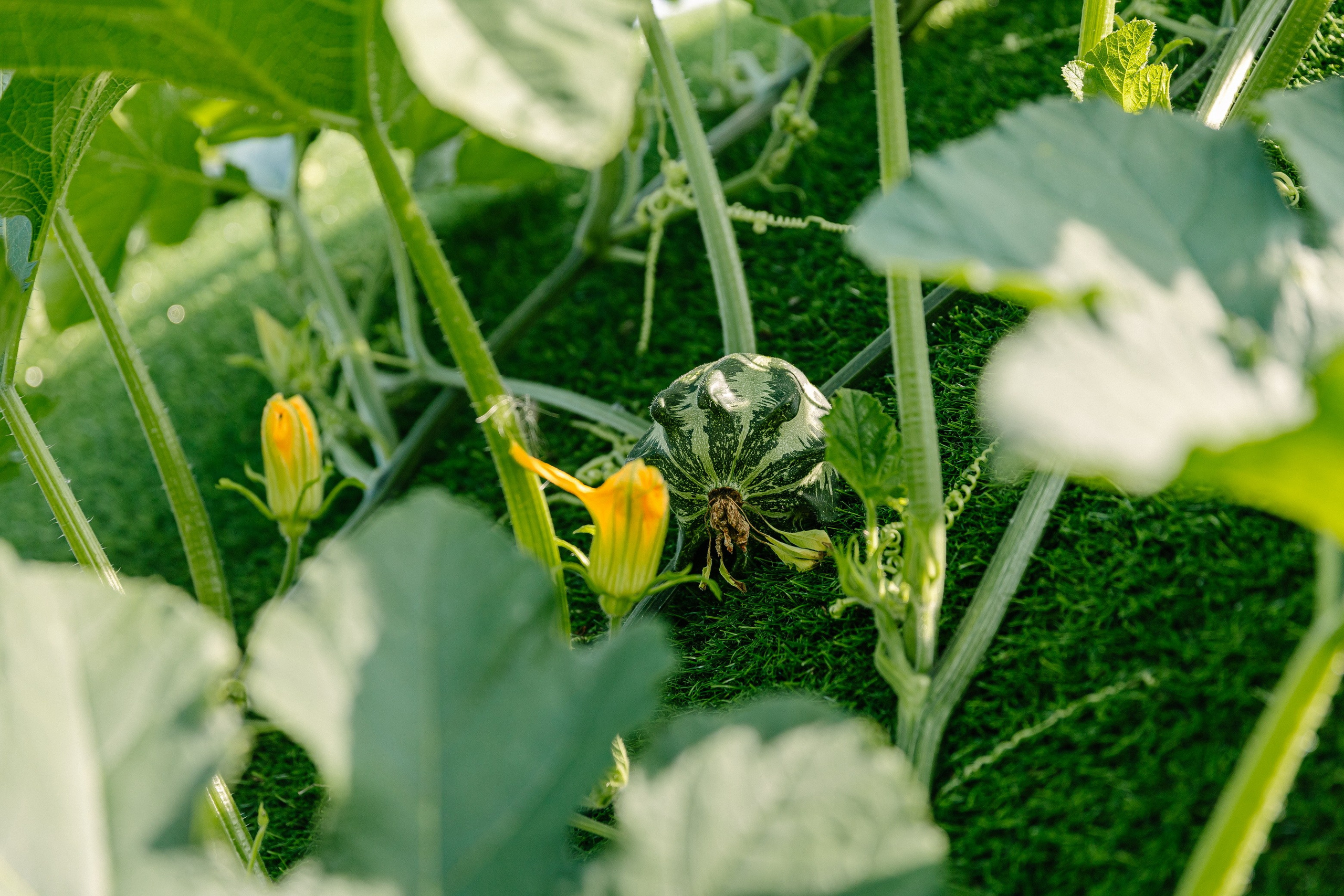 Съёмка объекта недвижимости Хутор Нёттникен. Свадебный, семейный и детский фотограф в Калининграде Елена Кравцова