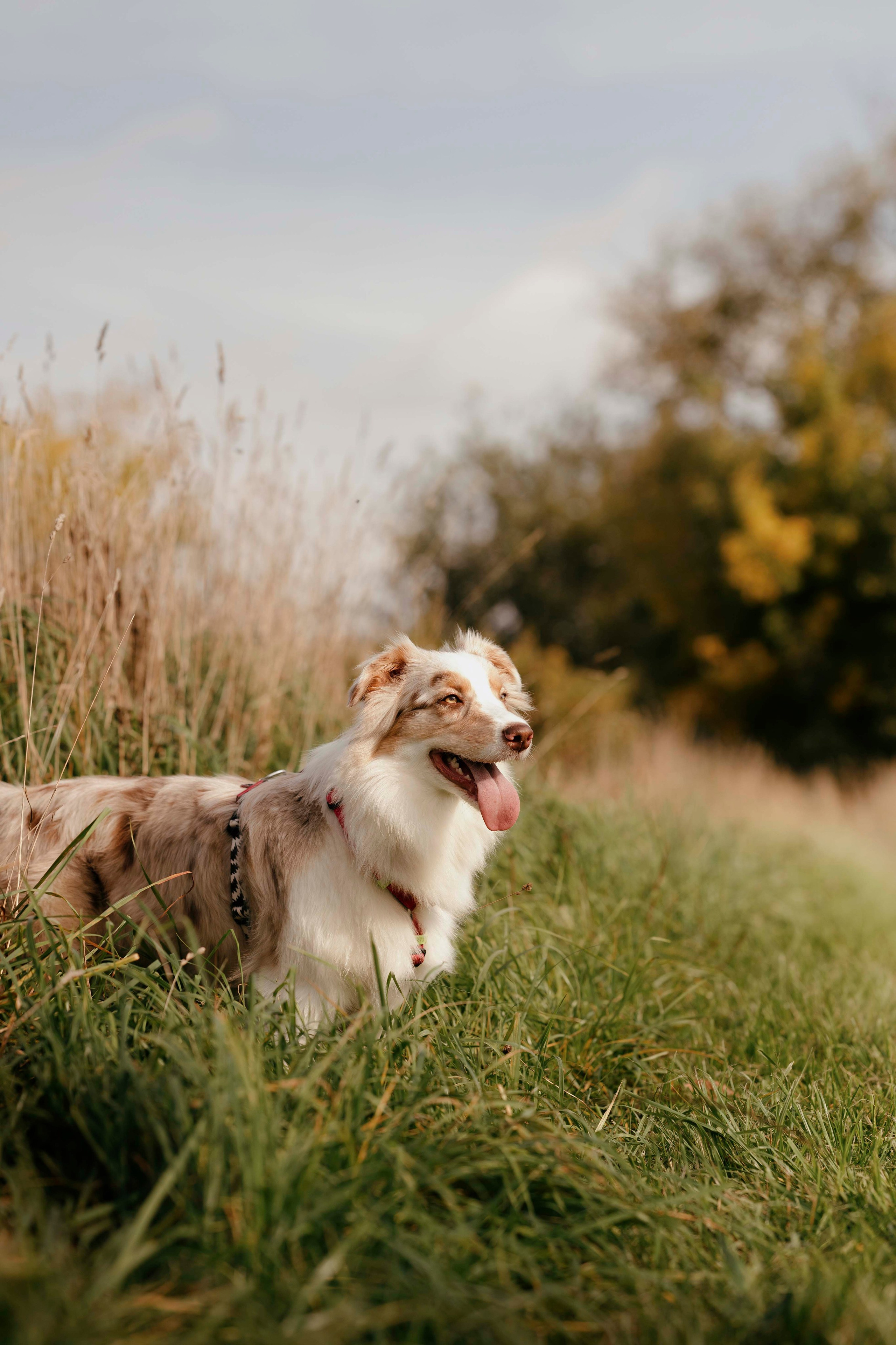 Дженни. Фотограф- анималист Александра Матвеева