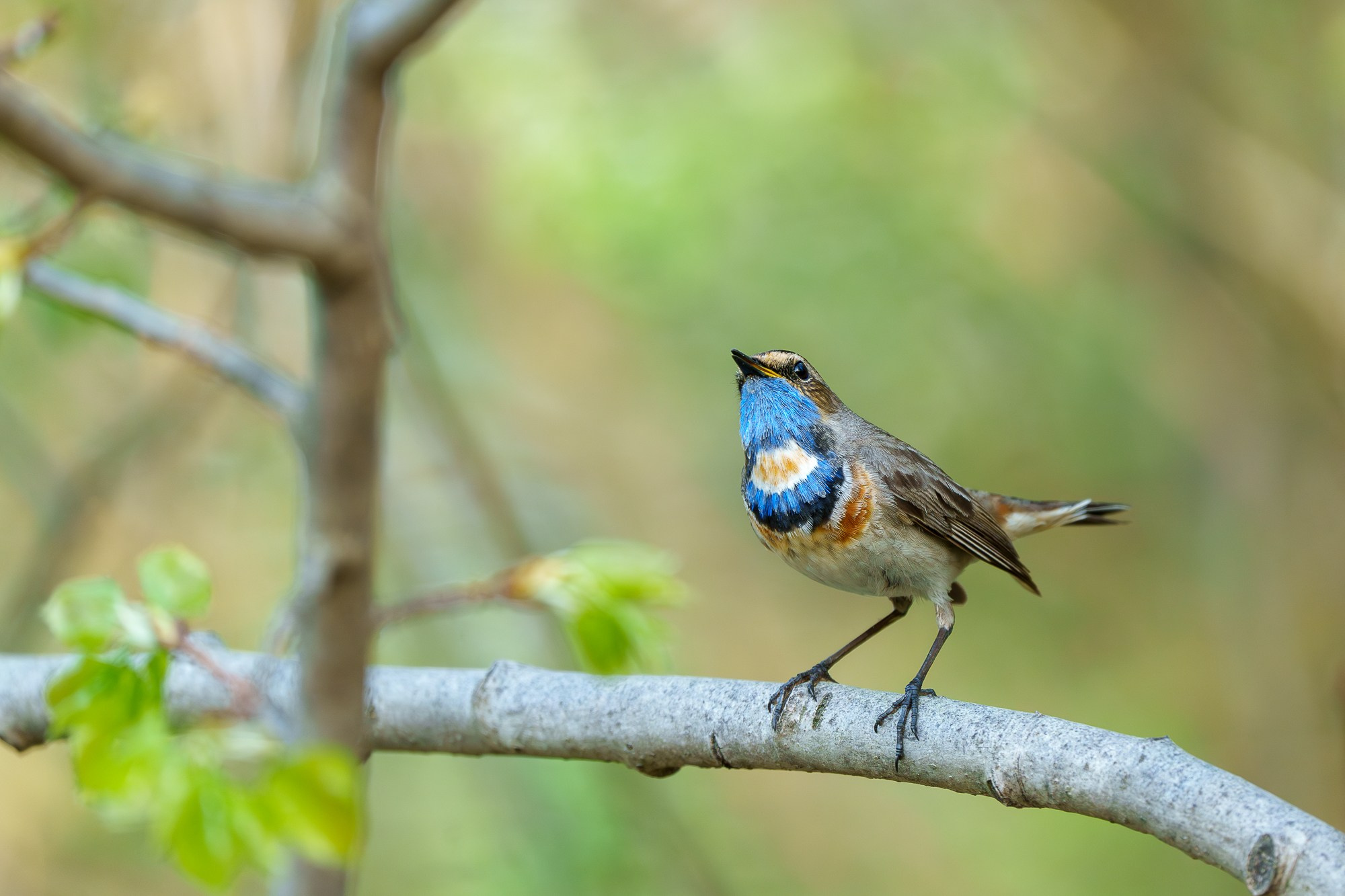 Удивительные мир птиц. Вокруг нас столько прекрасного — присмотритесь!. Ваш личный фотограф Марина Волкова