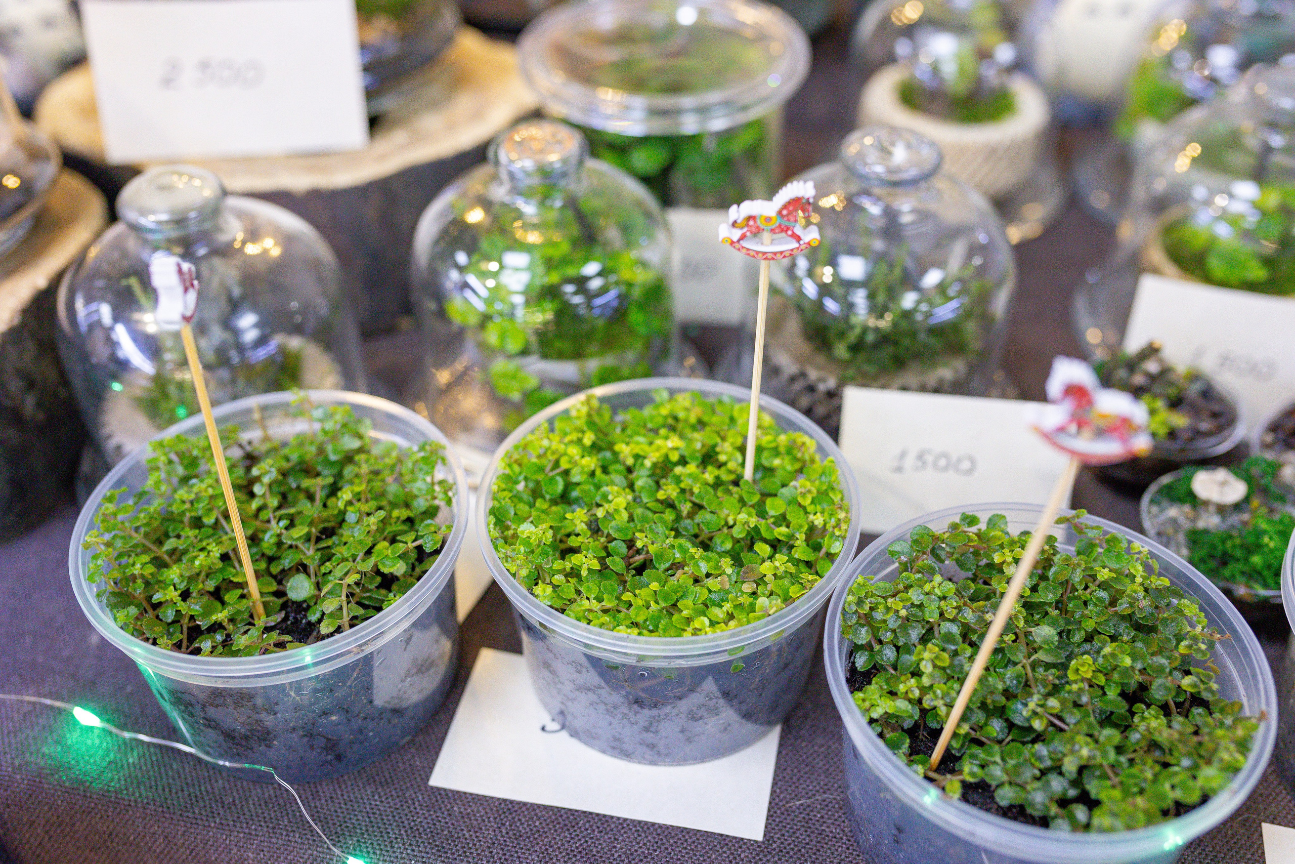 Орхидиум 12.2025. Александра Куликова фотограф, Москва