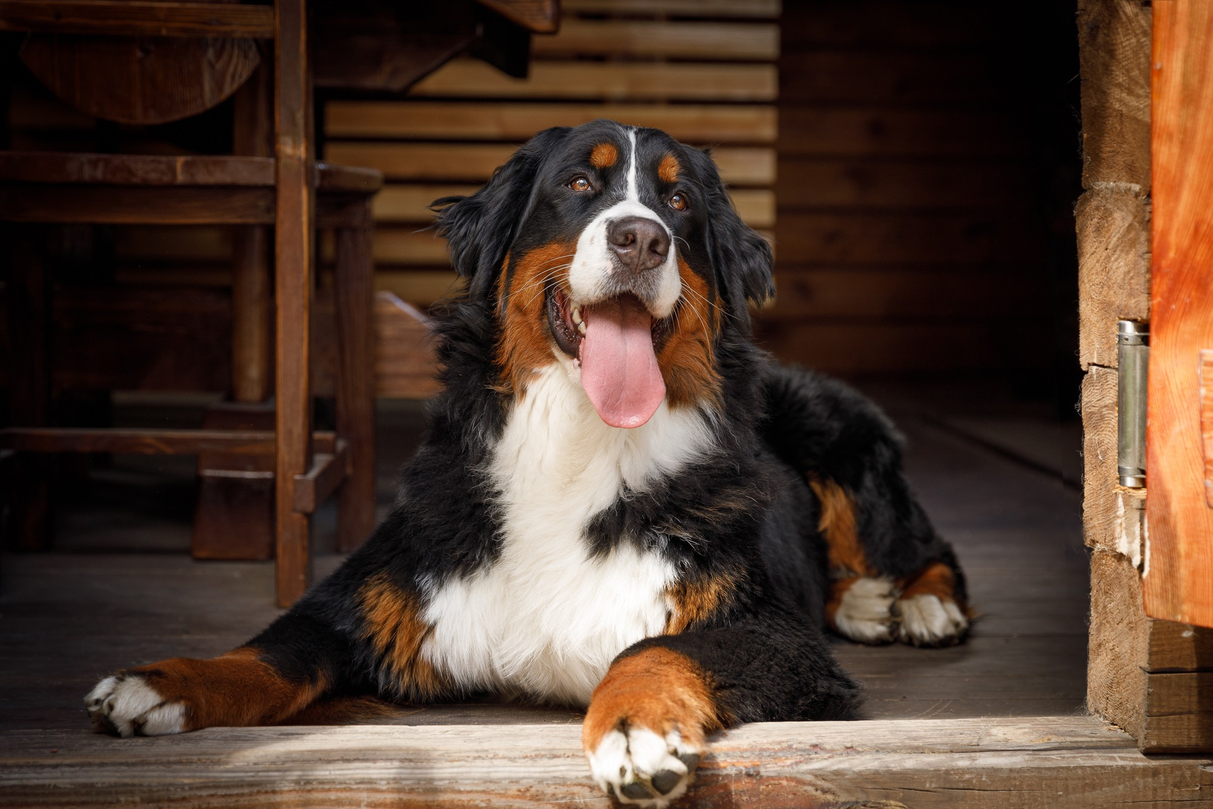 Фотографии собак  в Новосибирске. Фотограф в Новосибирске