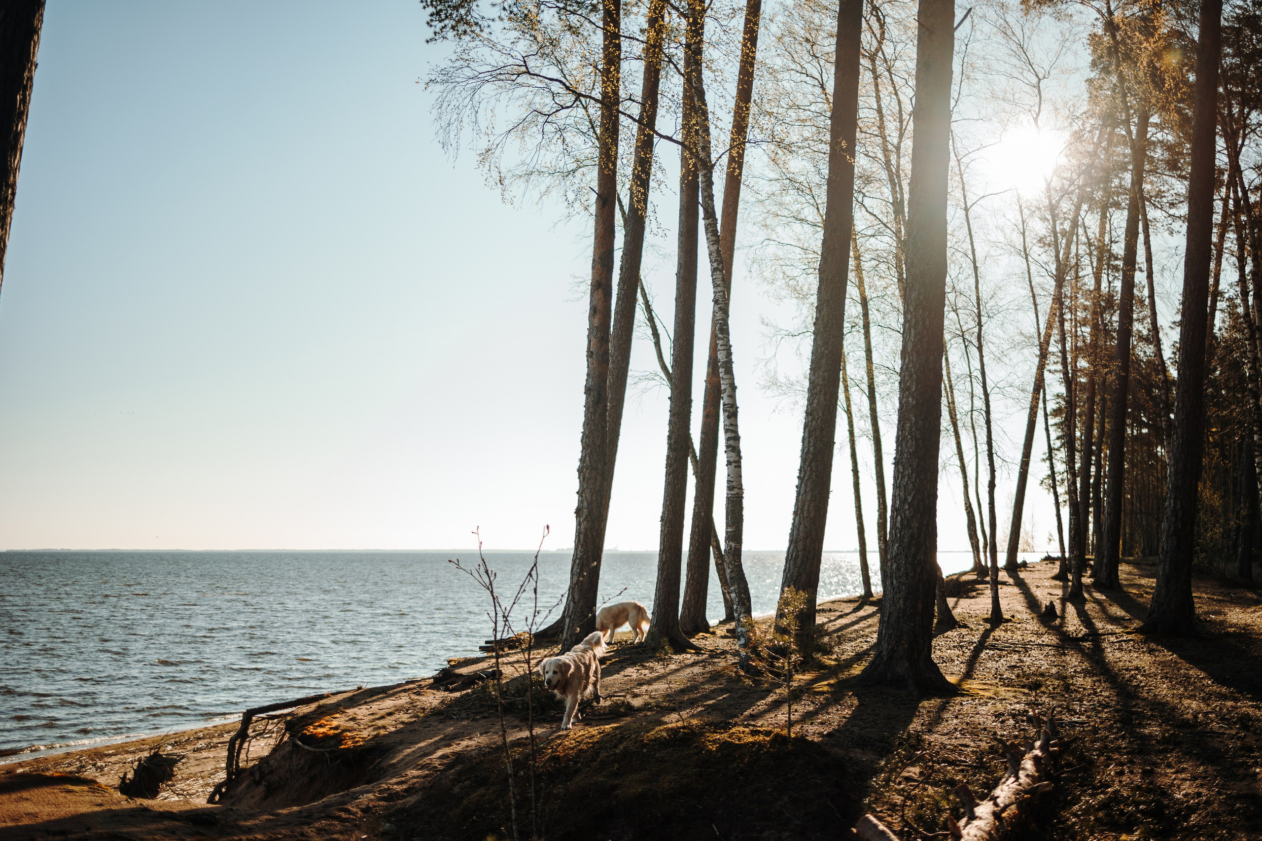 Катя и ее девочки. Фотограф — Анималист | Санкт-Петербург