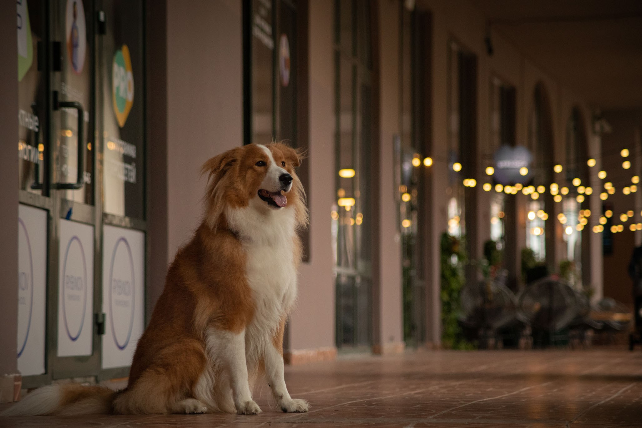 Терри, метис. Ирина Голомб|Фотограф-анималист в  Сочи и Калининграде