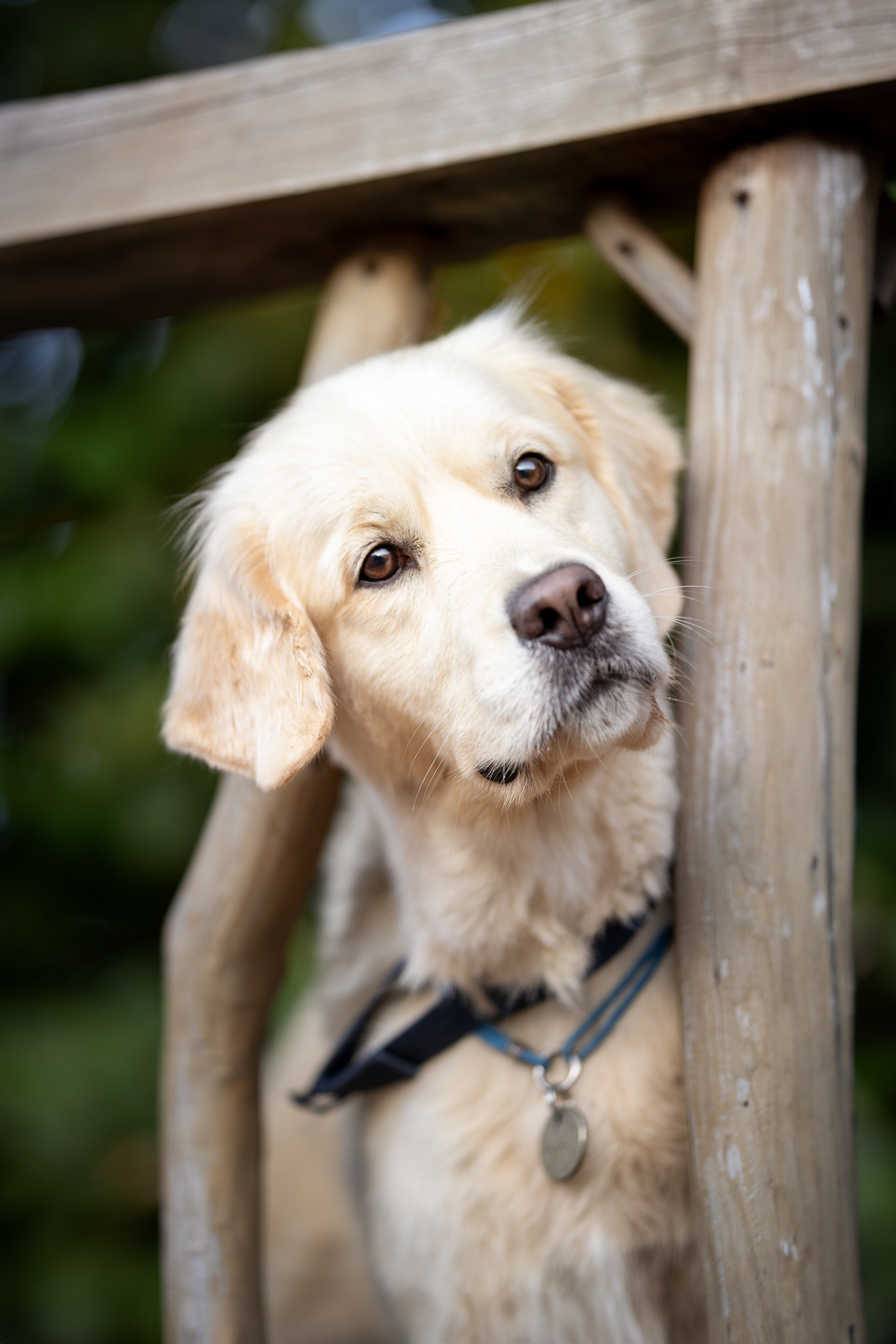 Асти, Делфи и Фреска, Голден Ретриверы. Ирина Голомб|Фотограф-анималист в  Сочи и Калининграде