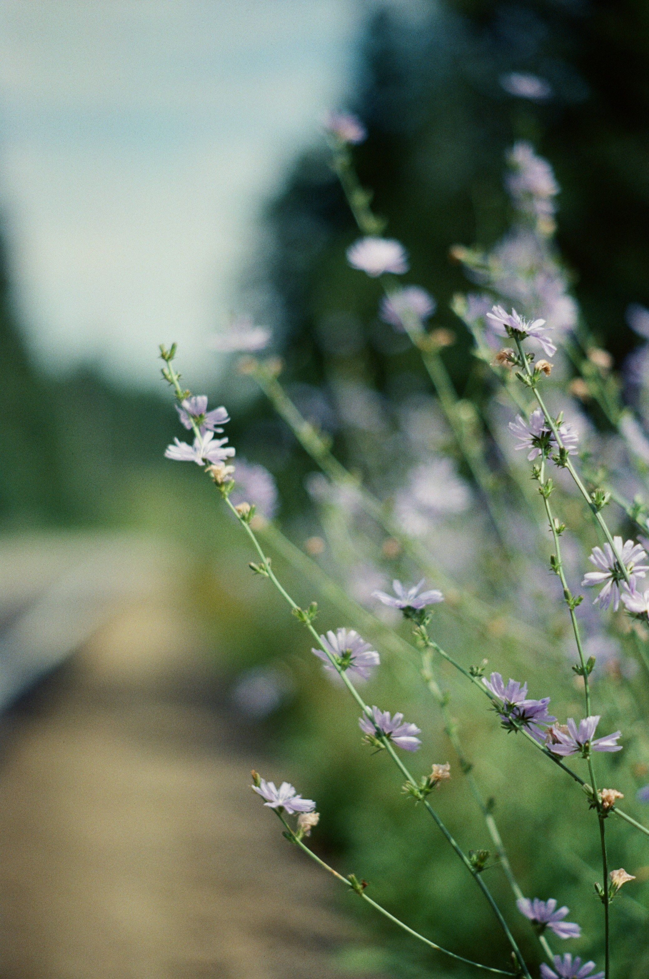 Canon 33V — Minolta MC Rokkor-PF 85 mm f1.7 | SFL 200T | июль 2025 г