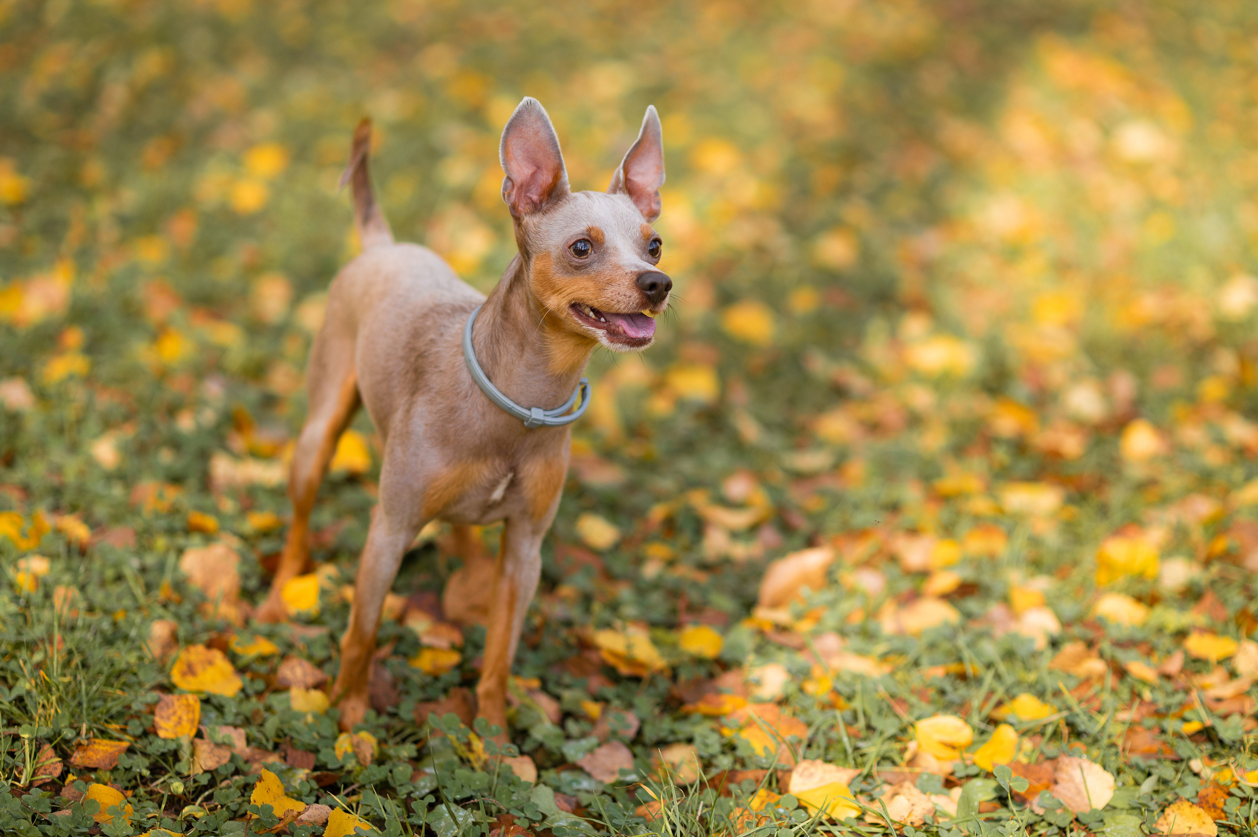 Питомцы. Портретный фотограф в Москве Полина Старцева