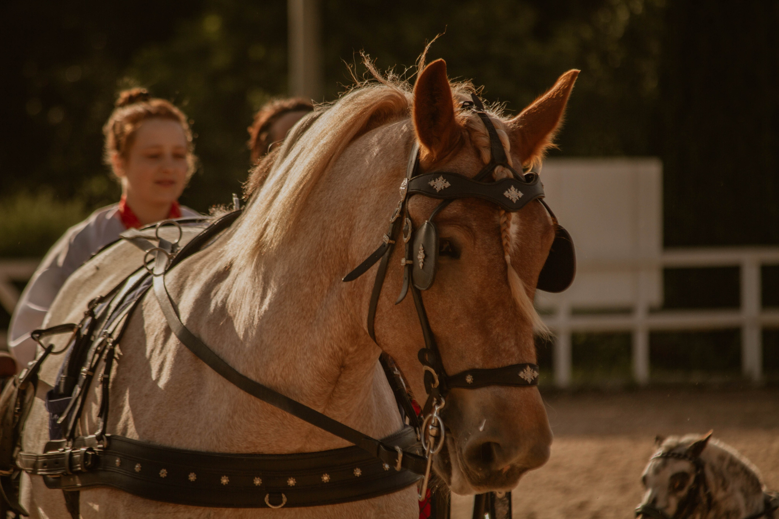 ИППОСФЕРА — Международная конная выставка. Создадим шедевр? Виталина и её фотоискусство