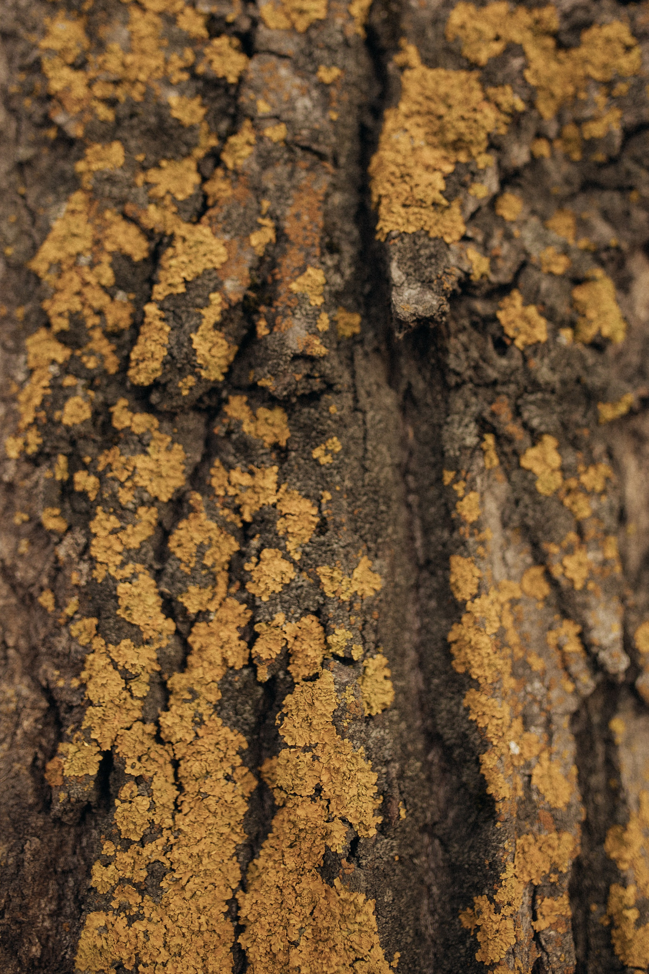 Лев и Александра. Свадебный фотограф Казань