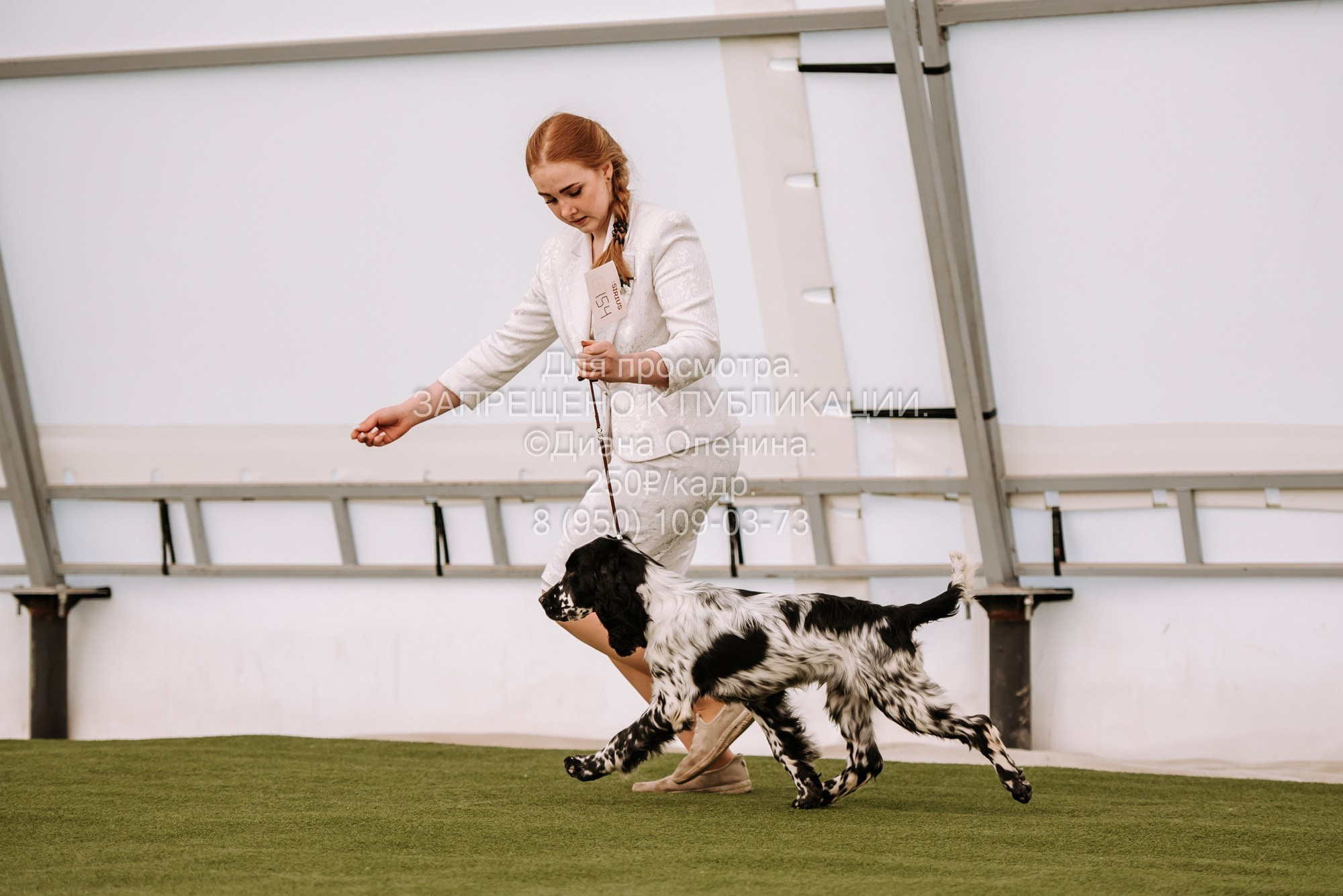 Выставка собак Красноярск 2.06. Фотограф Диана Оленина Красноярск / Братск