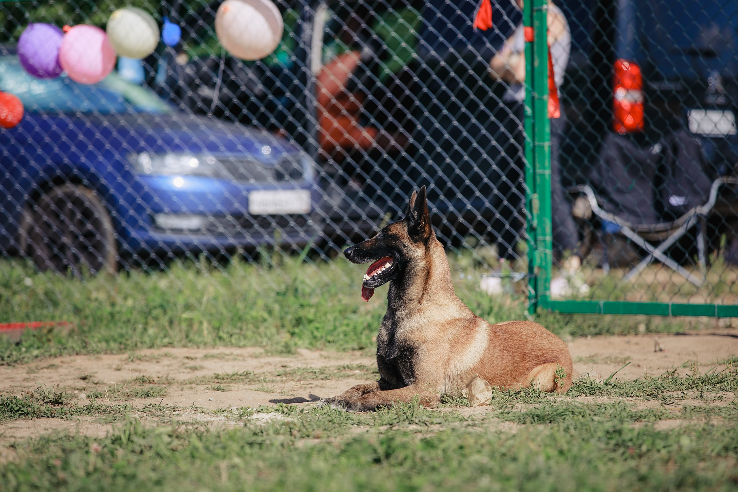 Мондьоринг М1, М2, М3, Вологда. Фотограф-анималист Mary Mart — Москва, Питер