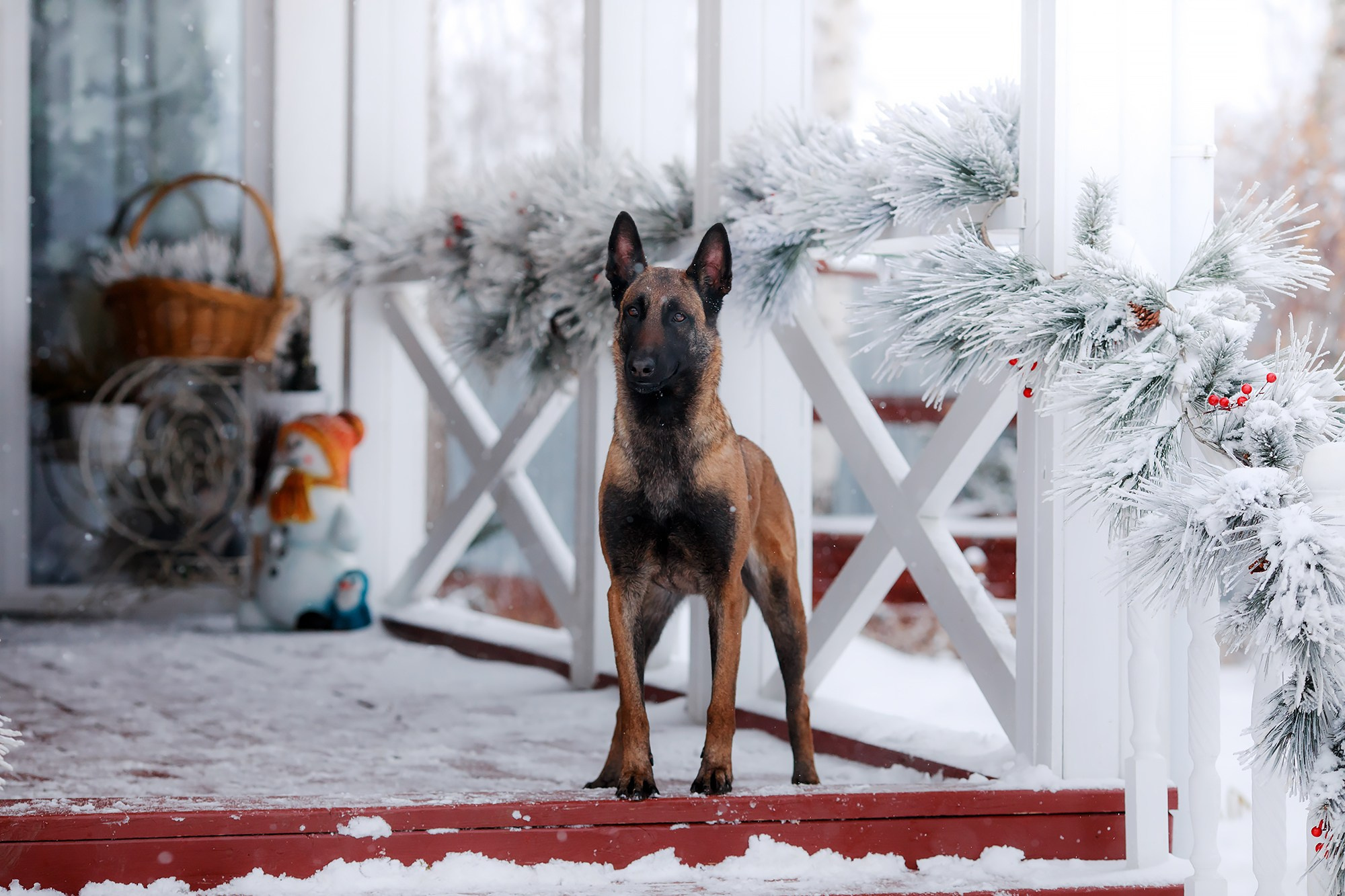 Зимние портреты. Фотограф-анималист Mary Mart — Москва, Питер