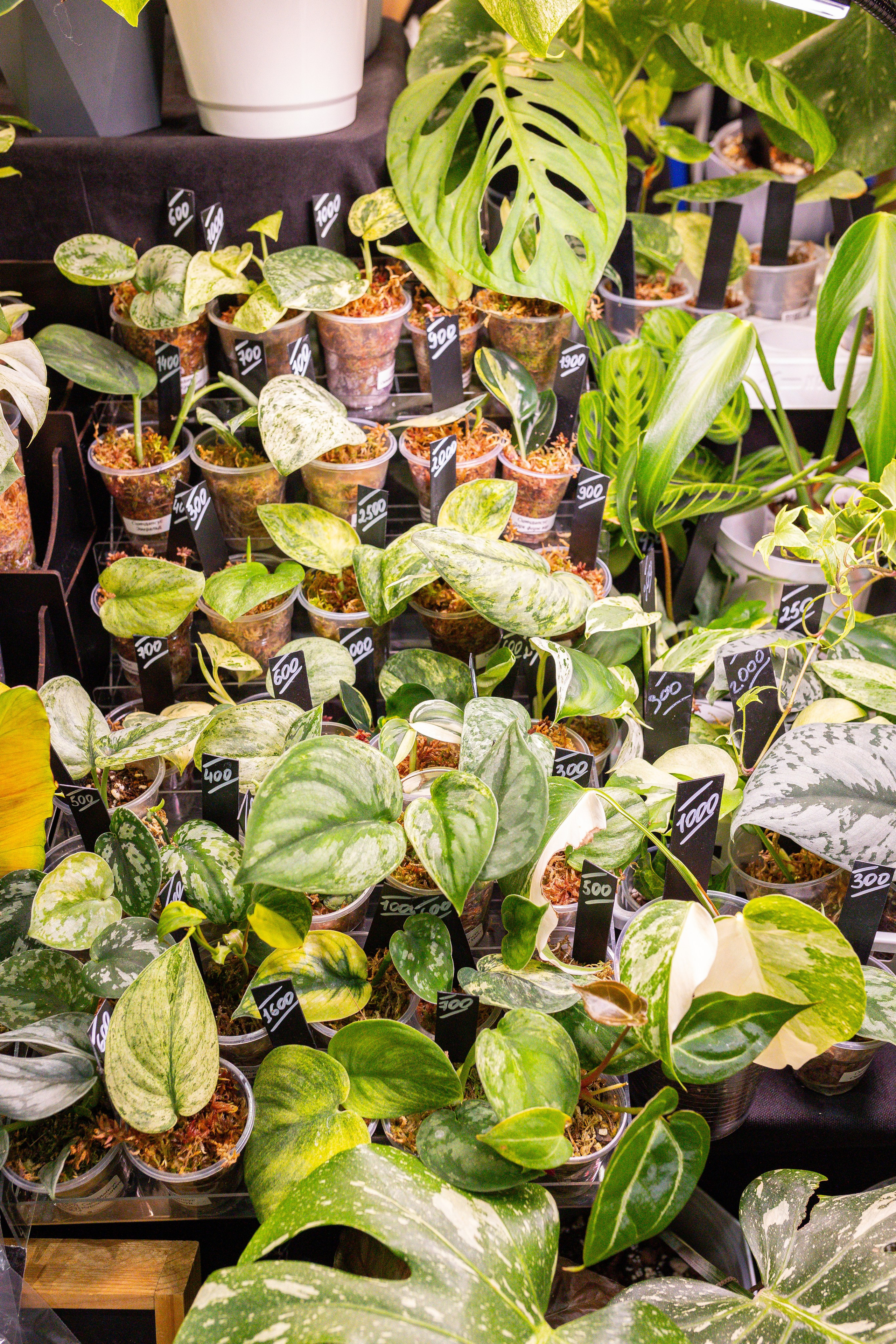 Монстериум 11–12 октября. Александра Куликова фотограф, Москва