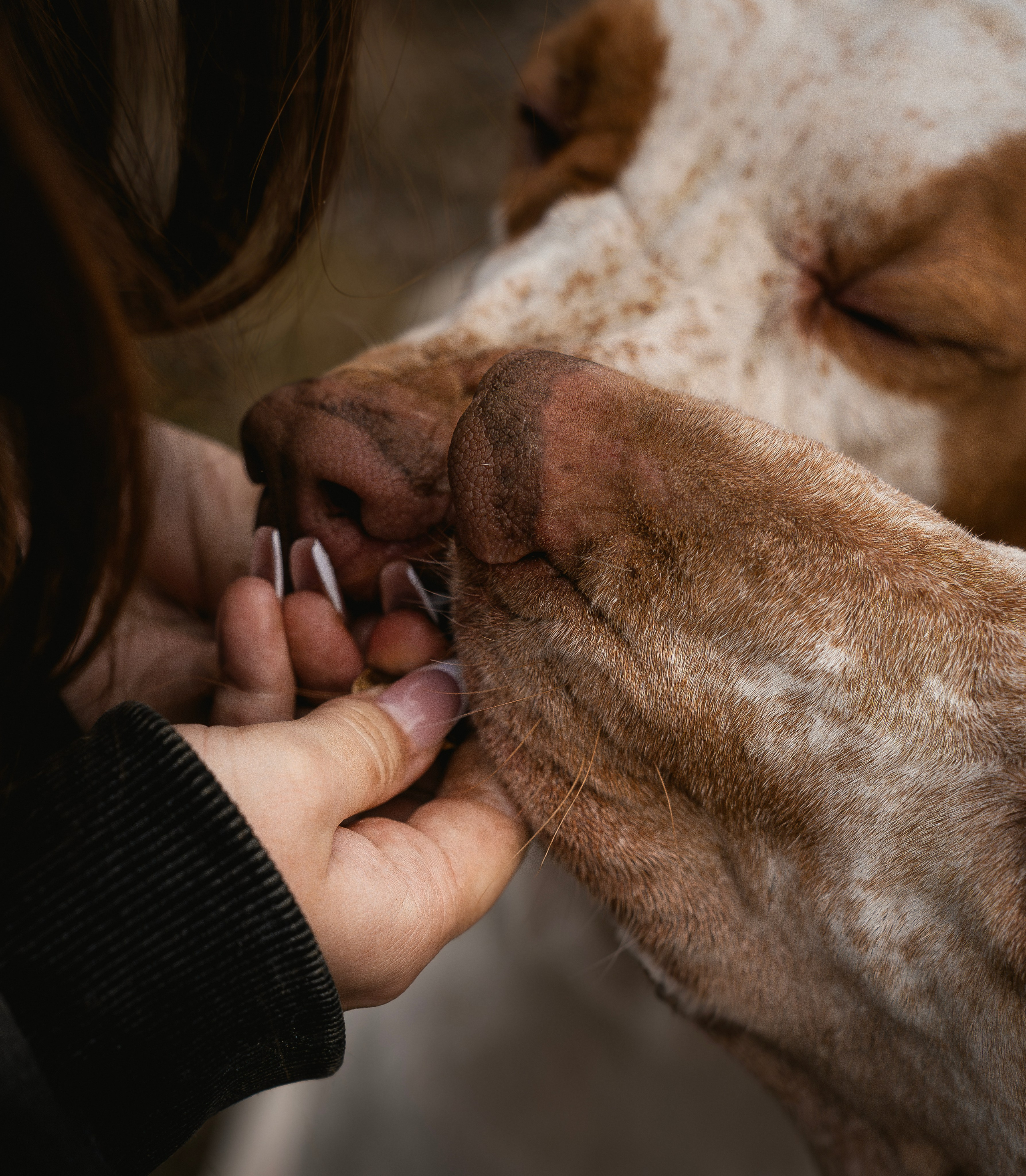 Итальянский бракк Стеша и Любомир. Семейный фотограф анималист г. Находка