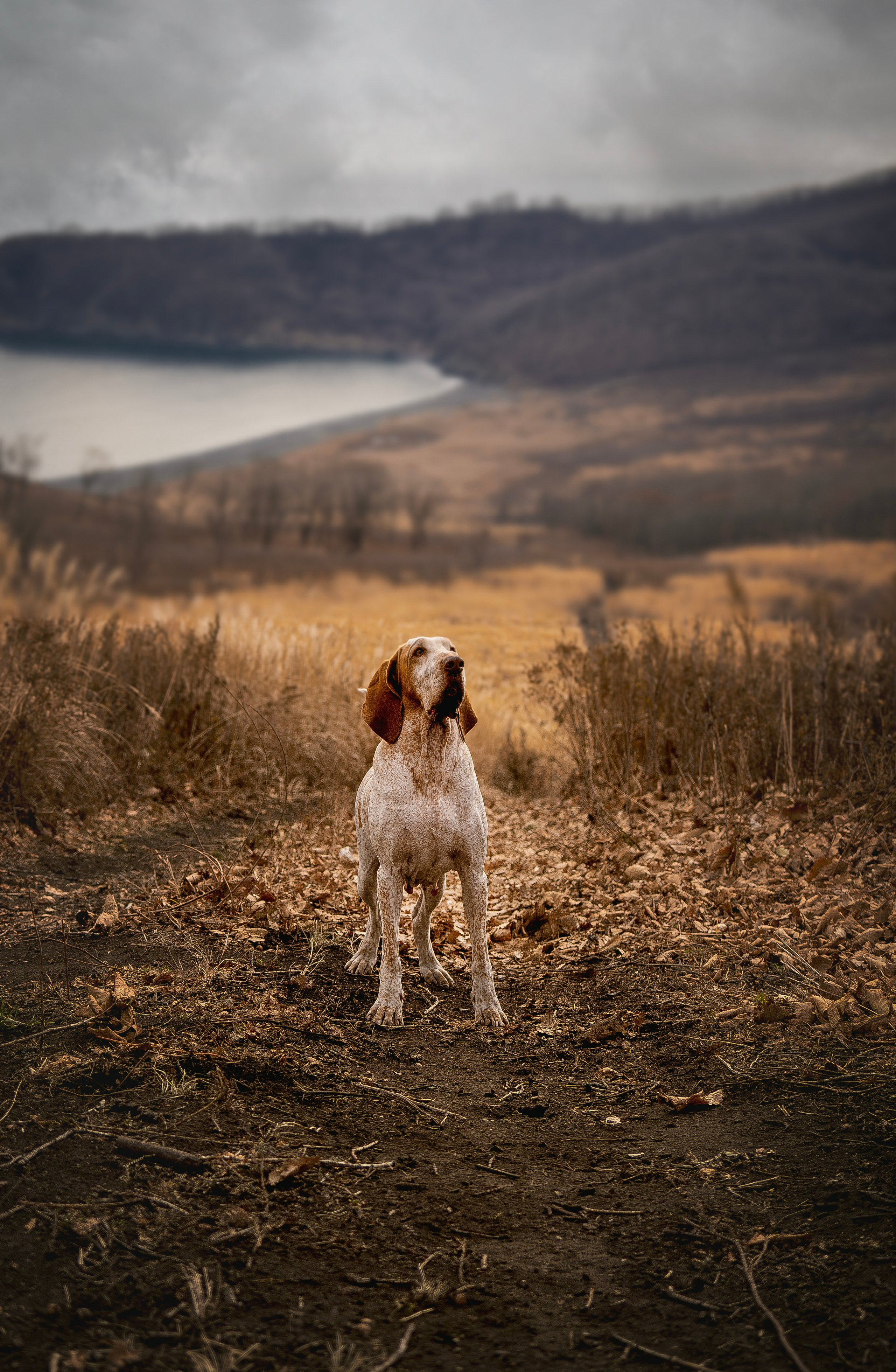 Итальянский бракк Стеша и Любомир. Семейный фотограф анималист г. Находка