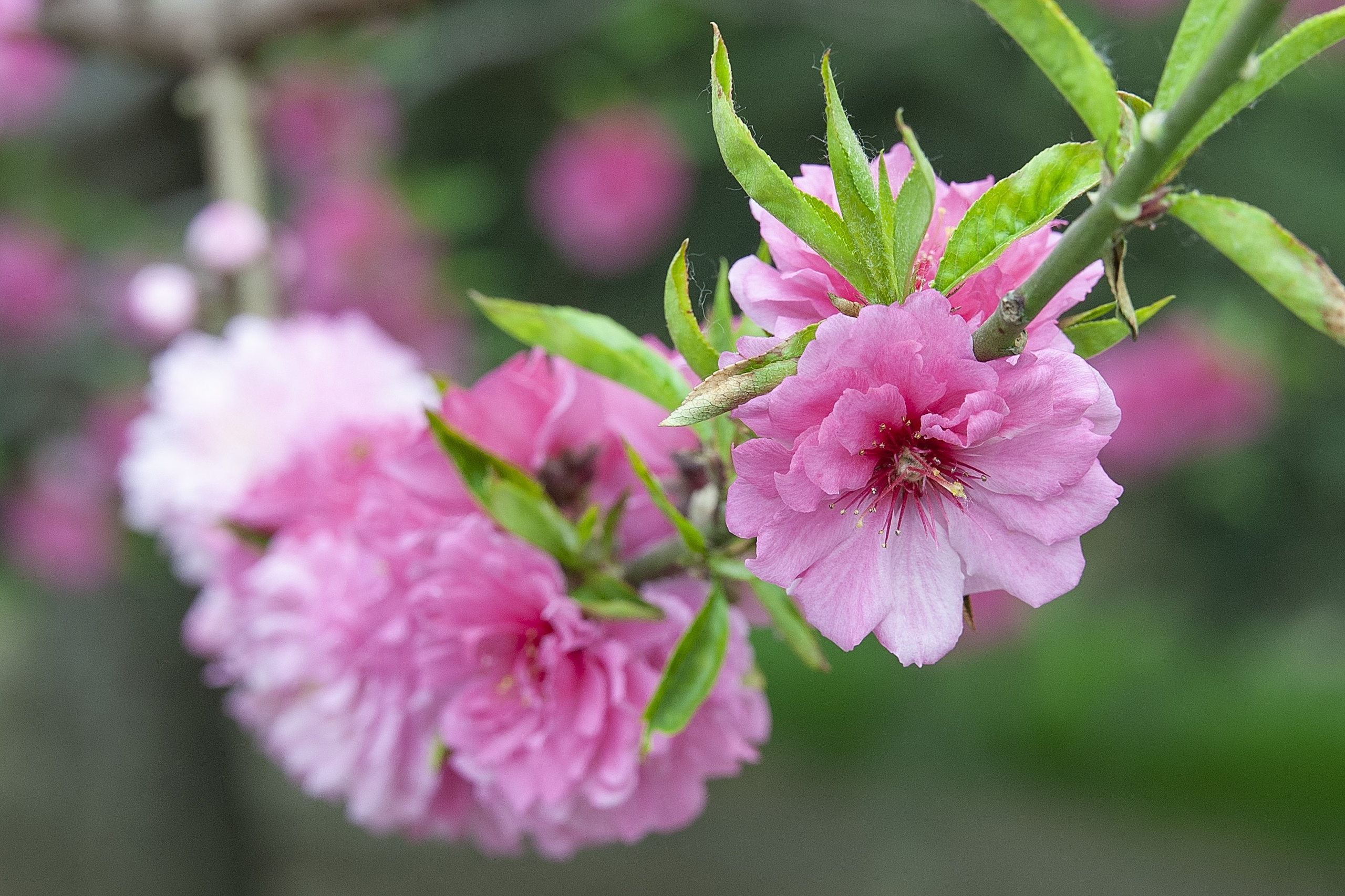 Весна. FotoGraf