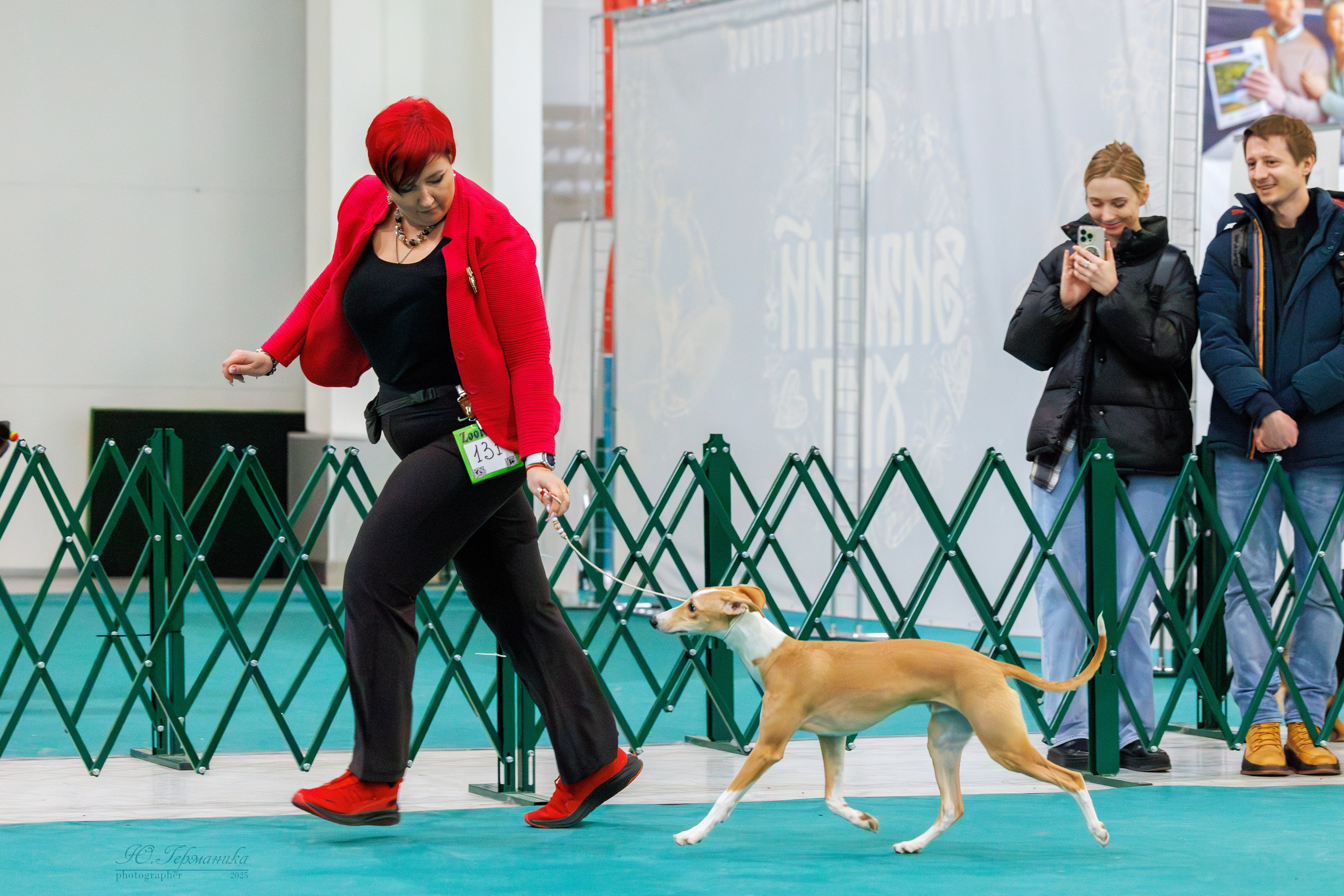 Питер ротвейлеры 18.01,Крокус 19.01.2025. Фотограф-анималист Юлия Германика