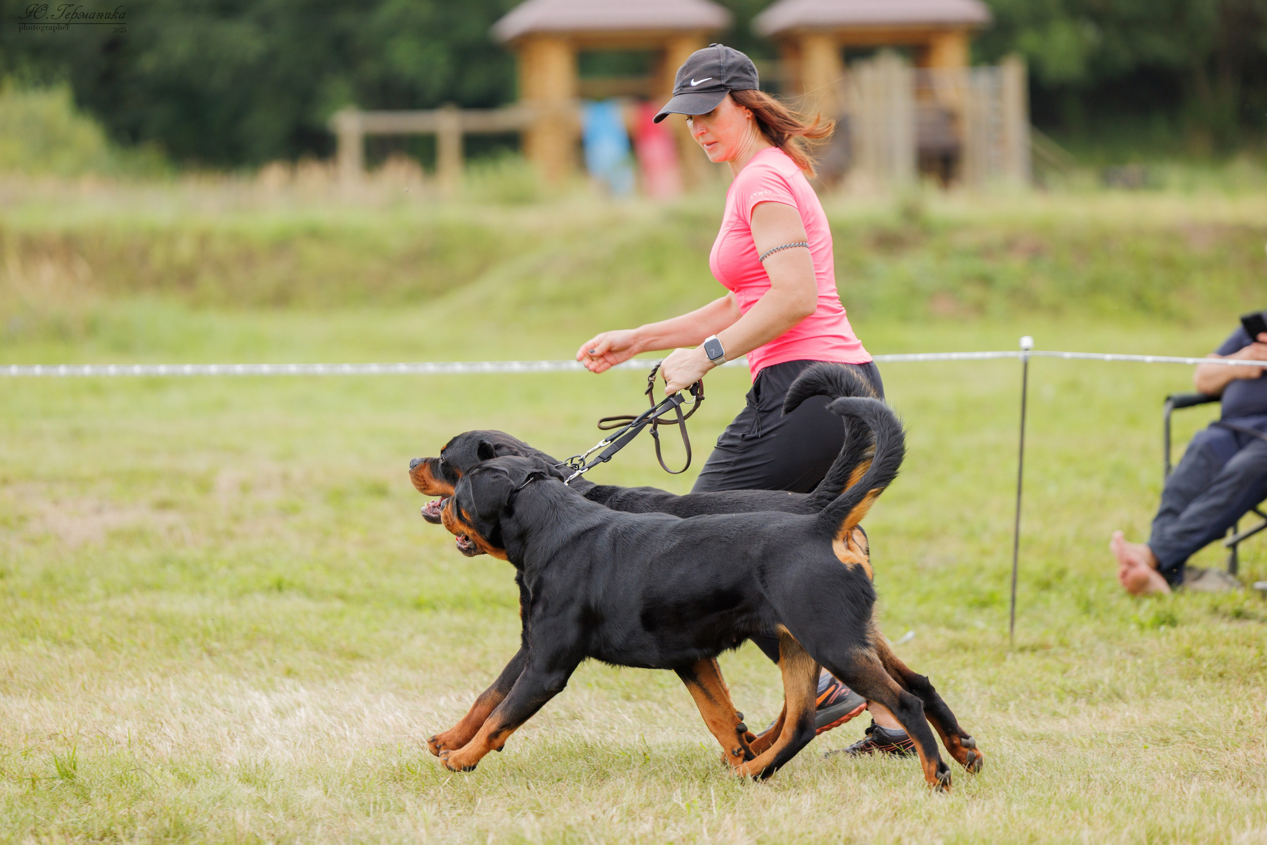 Рязань 2хмоно ротвейлеры 16-17.08.2025. Фотограф-анималист Юлия Германика