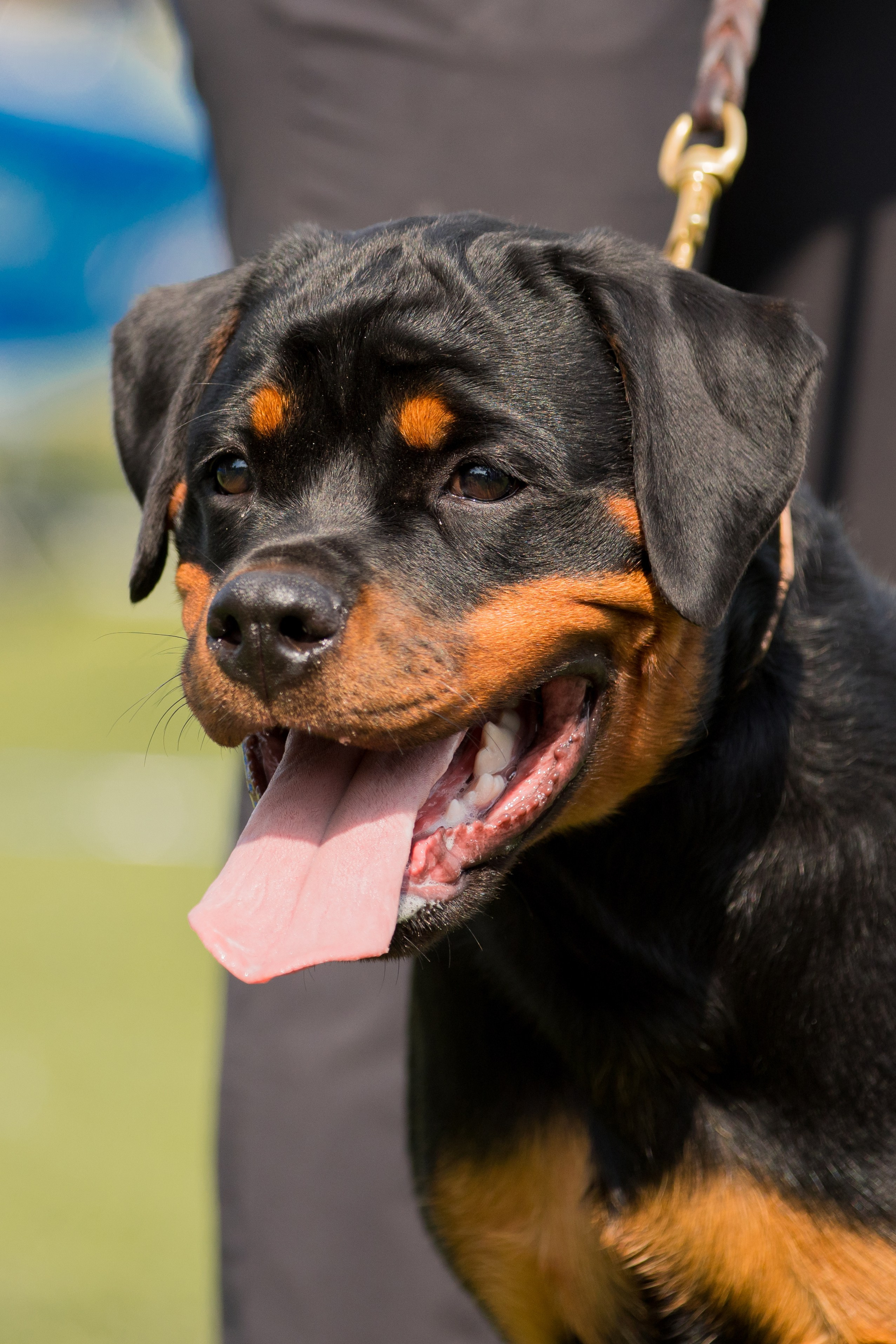 Анапа 16-17.09.2023 моно ротвейлеров. Фотограф-анималист Юлия Германика