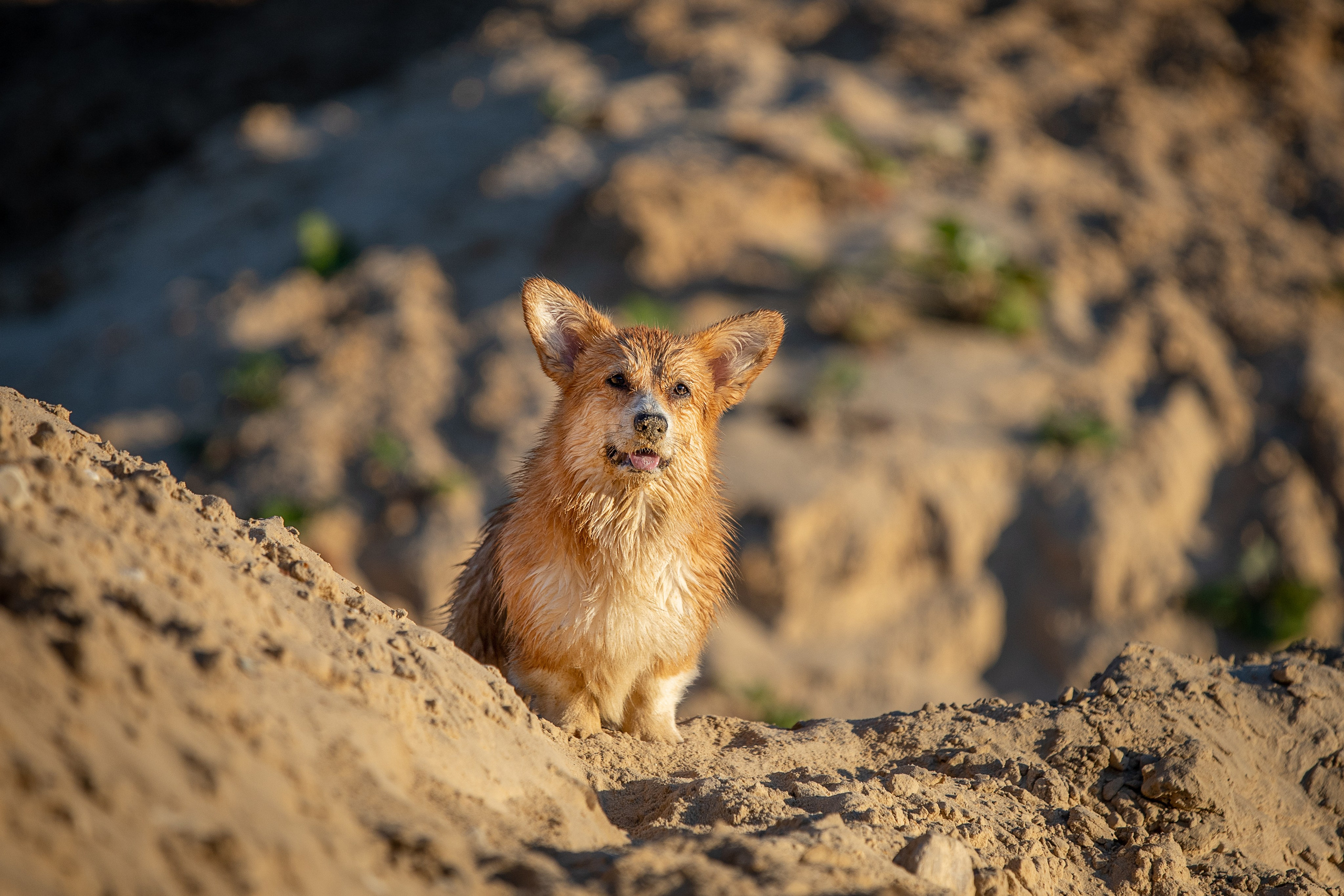 Рассвет. Фотограф-анималист Александра Шеремет