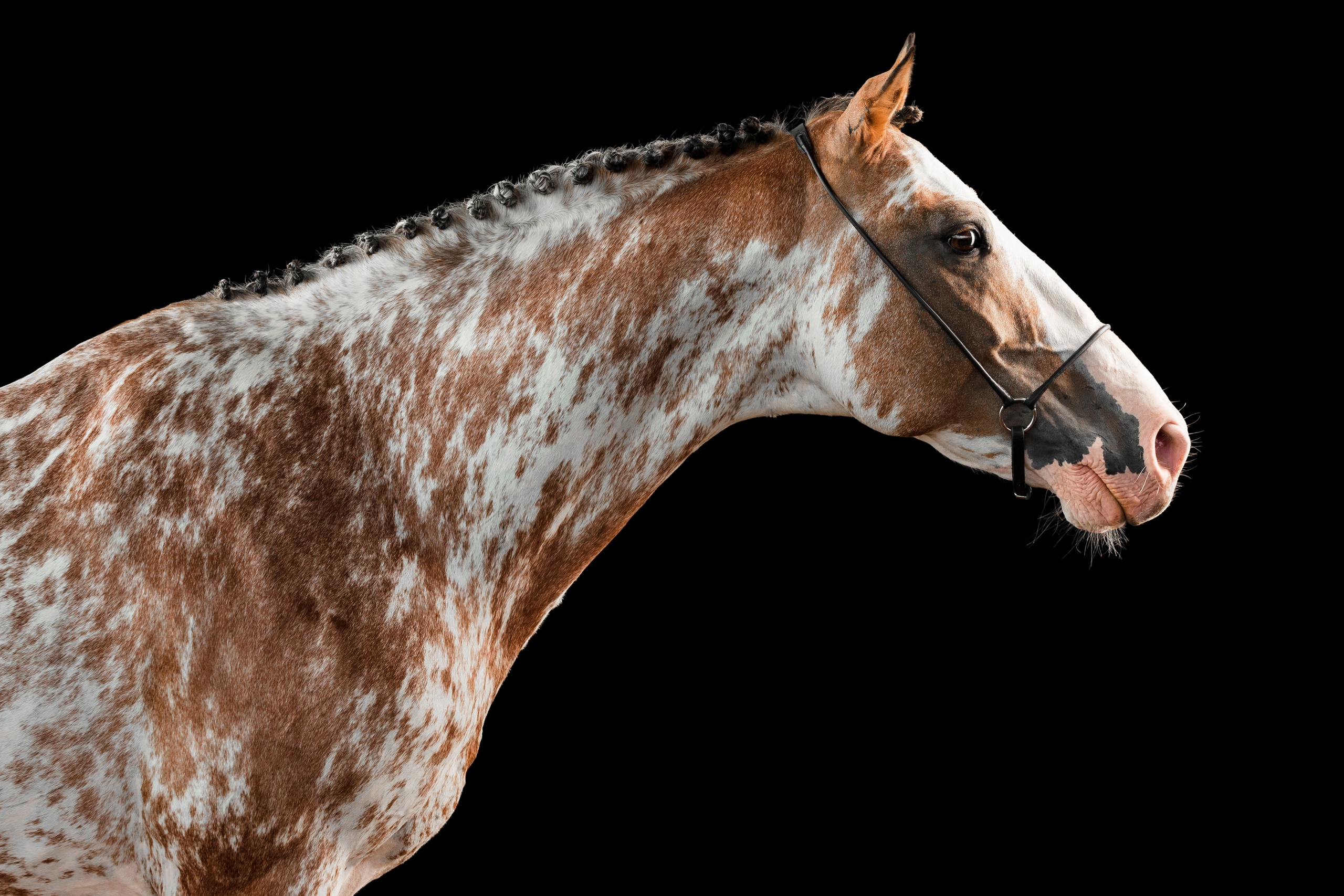 Пятна. KatymartArt — Equine photography