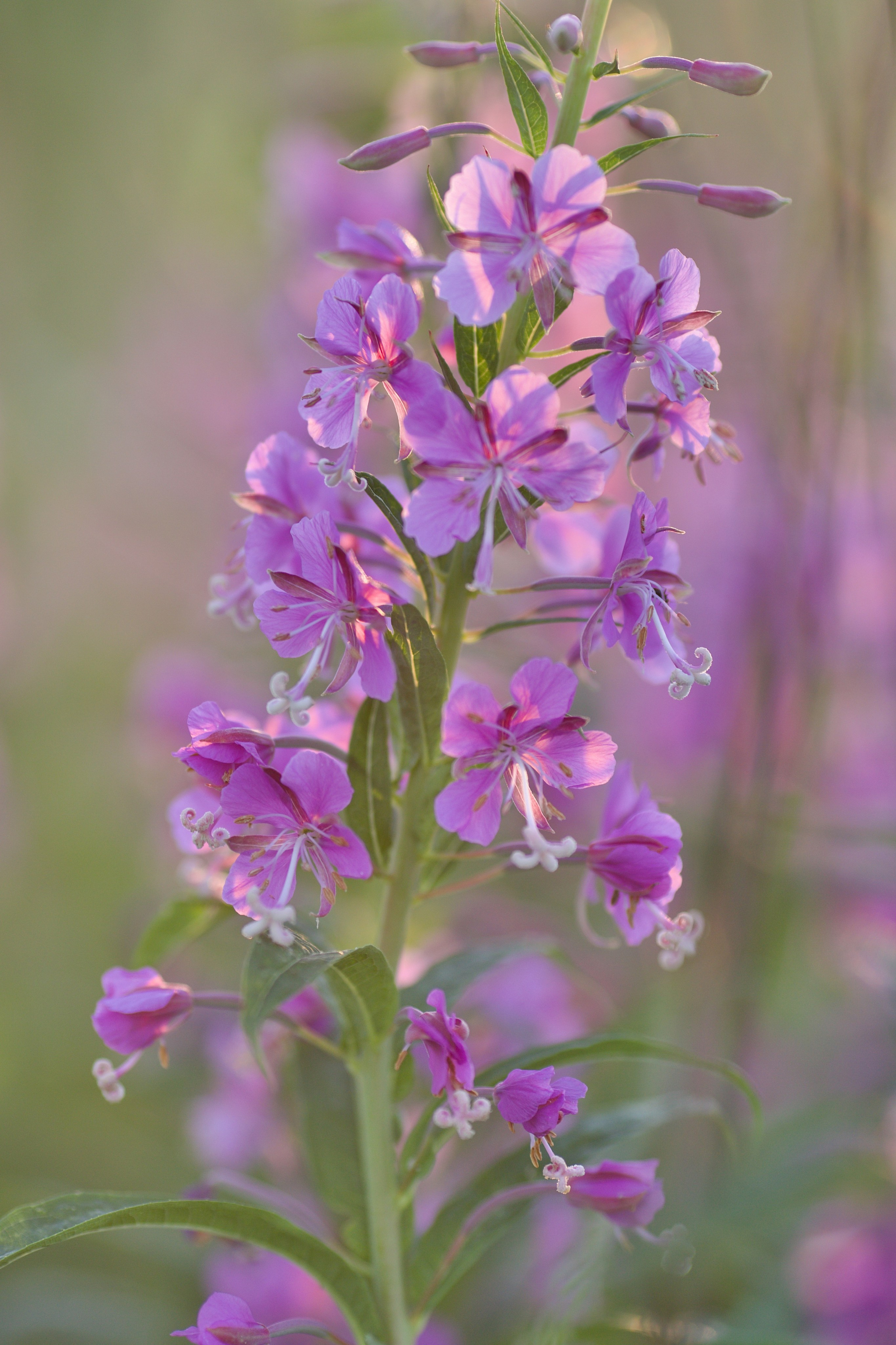 Школьные выпускные альбомы в Москве Марина Николаева