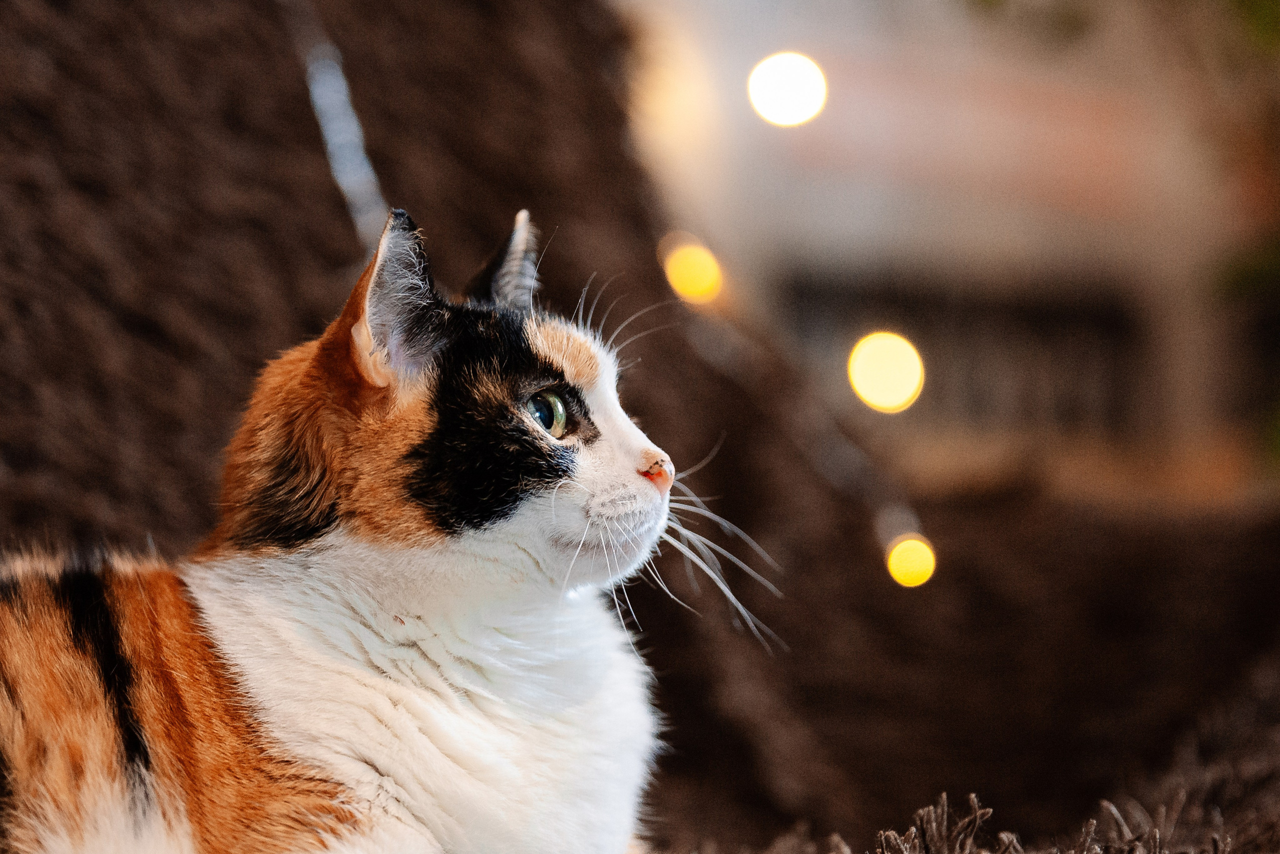 Светлана, Альфа и кошки ✨. Фотограф-анималист Анастасия Парфенова|Екатеринбург