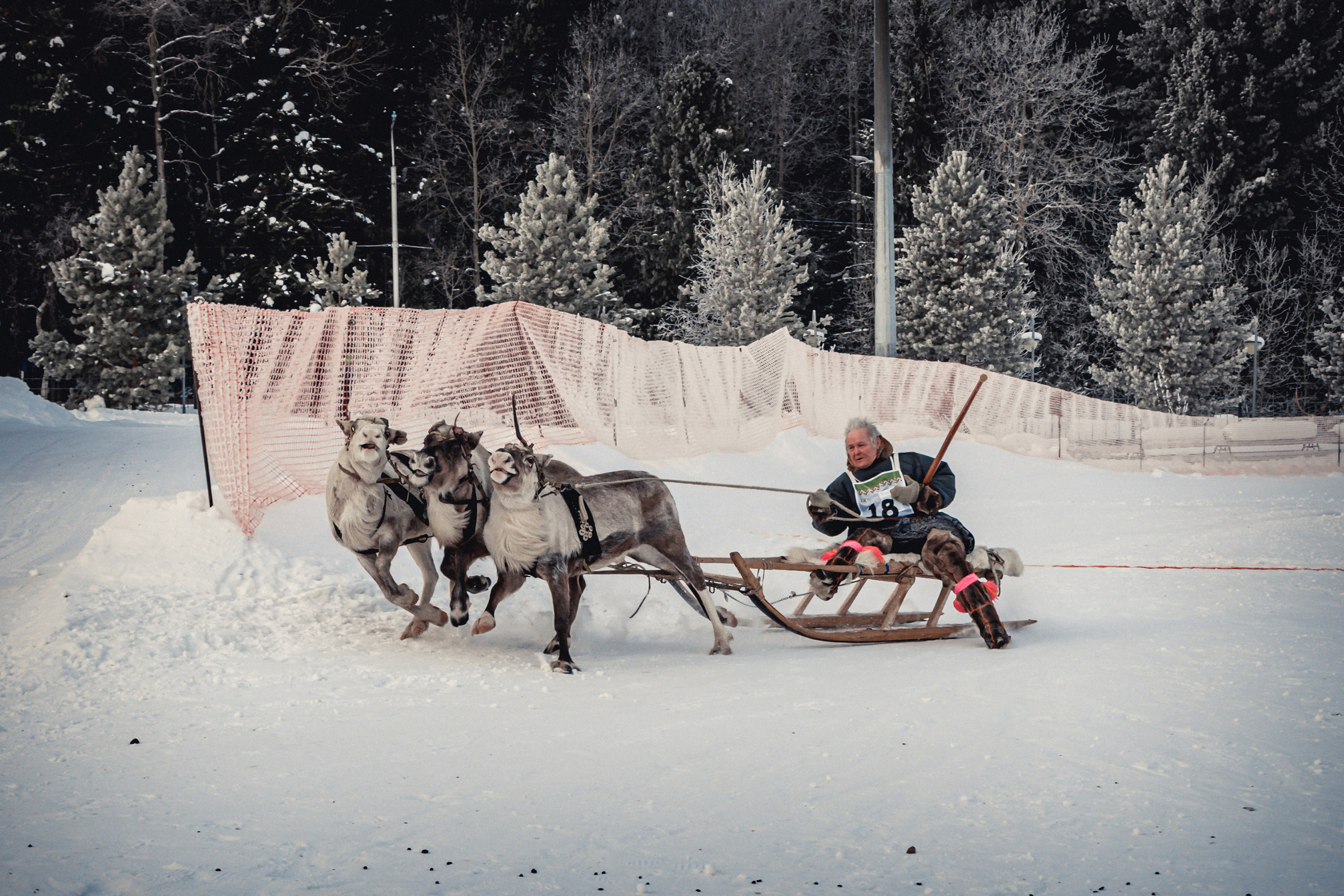 Конкурс оленеводов. Фотограф в Ханты-Мансийске Евгений Жуланов