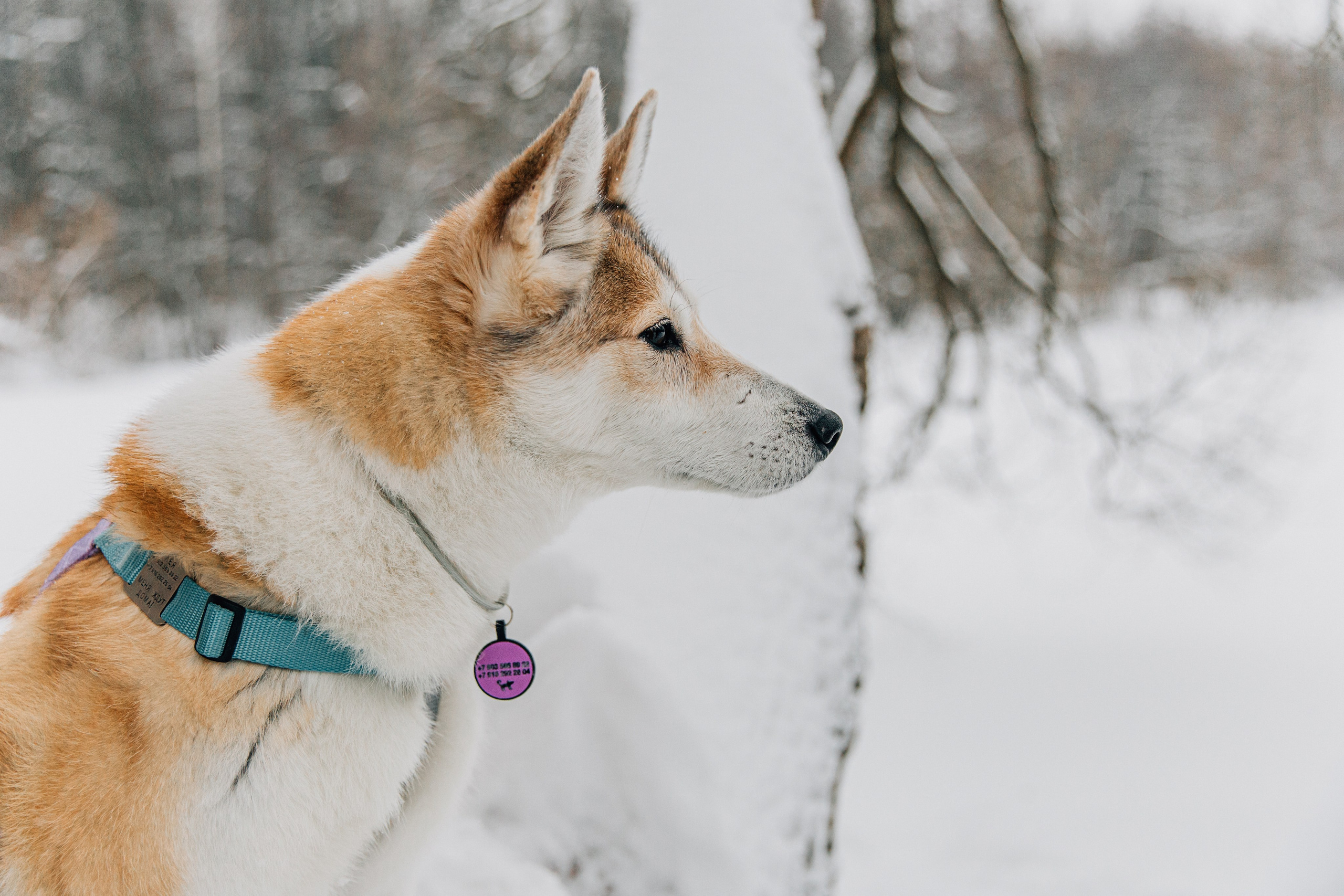 Леня и Лея. Фотограф-анималист в Москве Соломонова Варвара