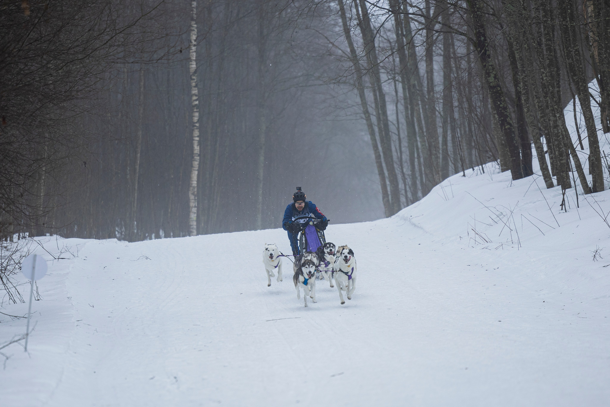 Зимний Чемпионат Санкт-Петербурга по ездовому спорту. Фотограф-анималист Анна Маринич