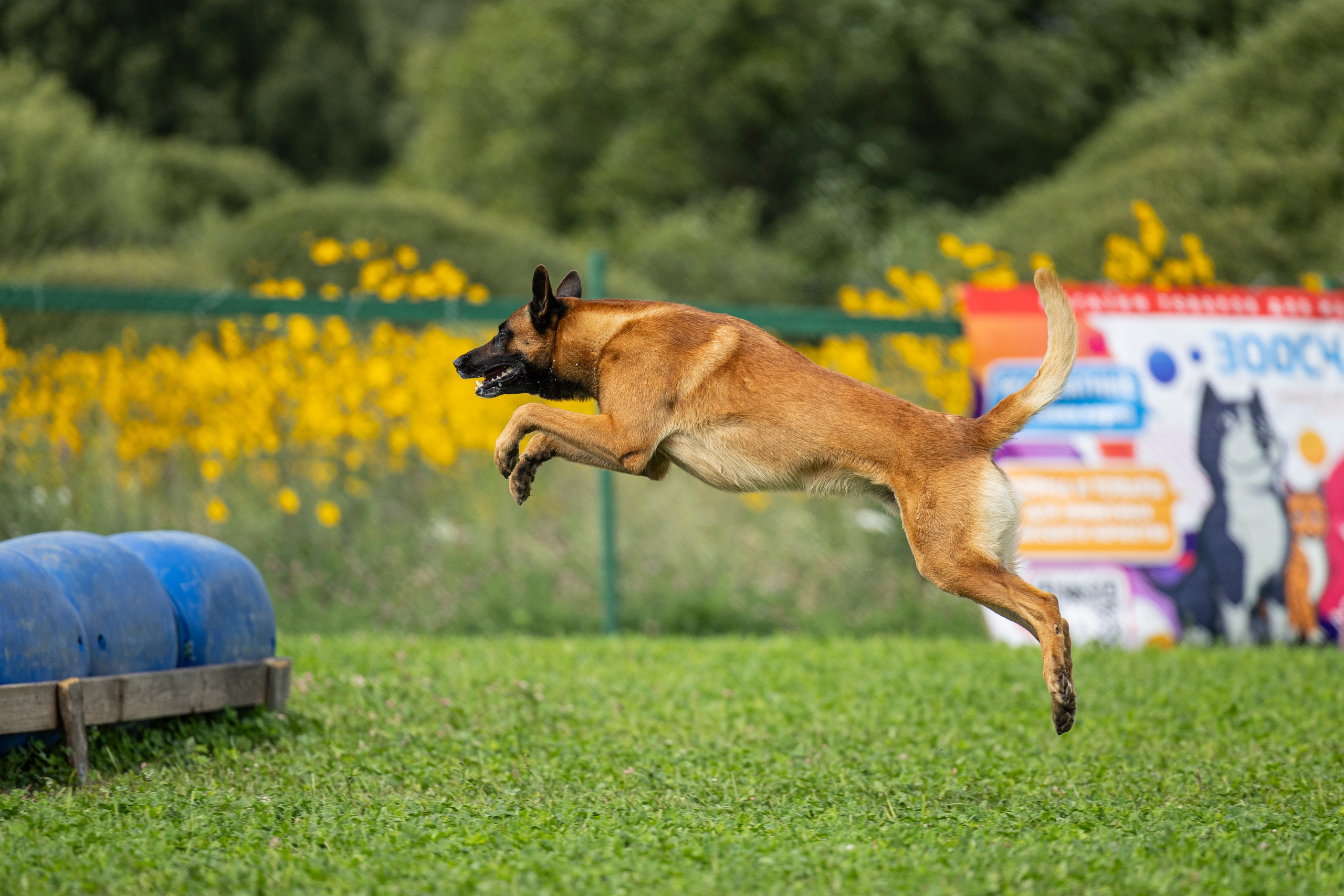 Соревнования по Мондьорингу г. Вологда 10-11.08.2024. Фотограф-анималист Анна Маринич