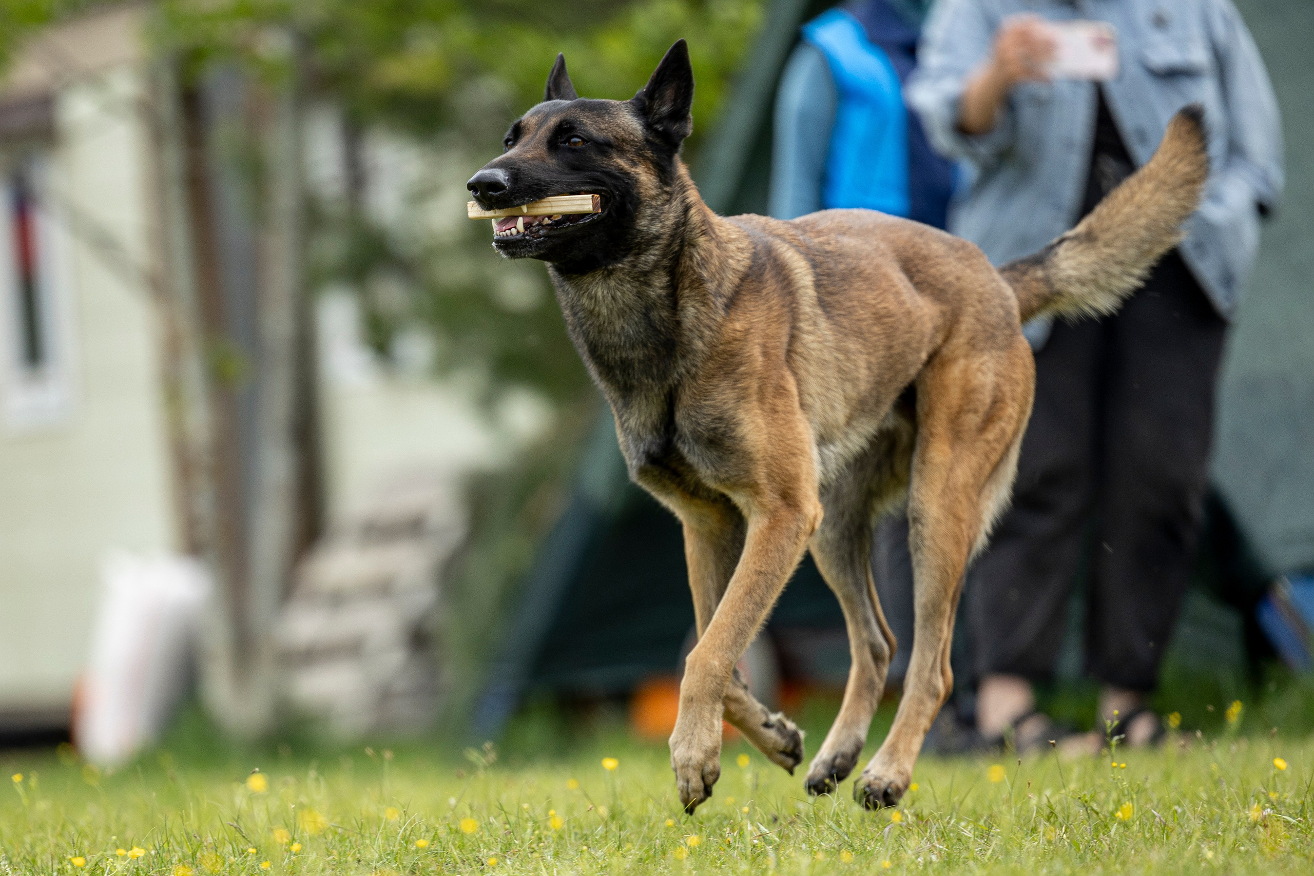 Испытания по мондьорингу в Нижнем Новгороде. Фотограф-анималист Анна Маринич