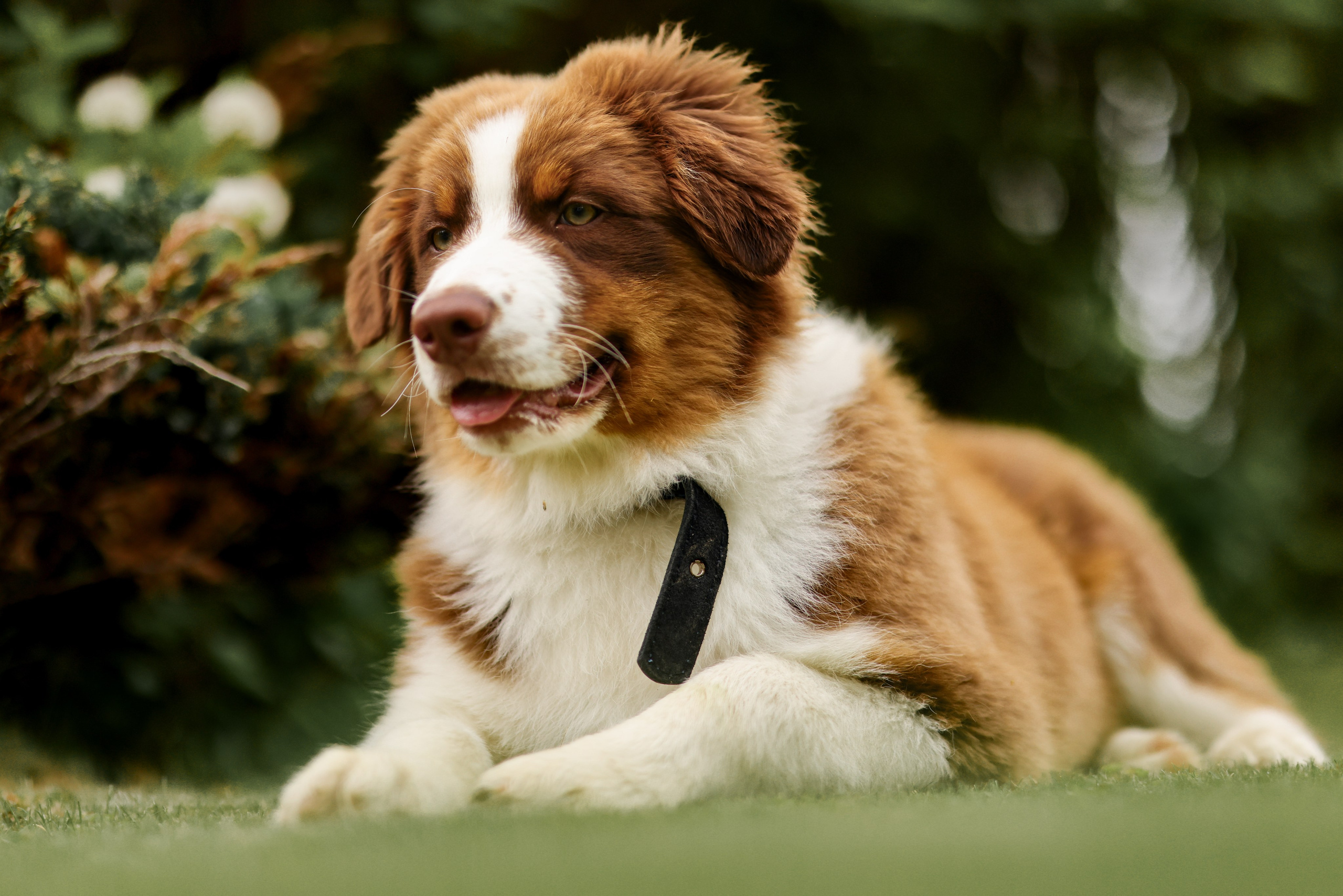Аусси 2. Фотограф репортажей и стритфотосессий в Москве Людмила Смирнова