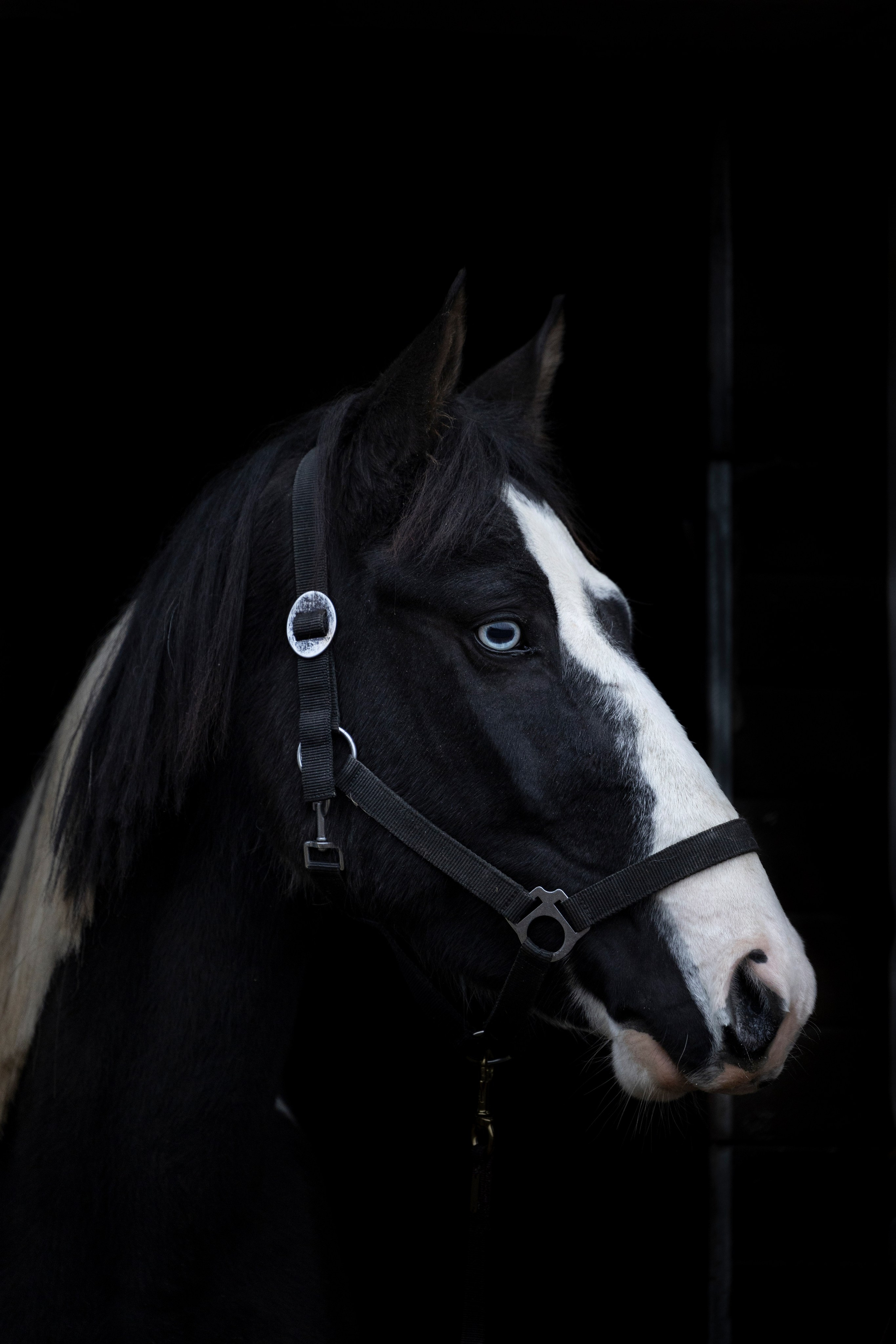 Дракарис и Кейси. Фотограф-анималист Анна Маринич