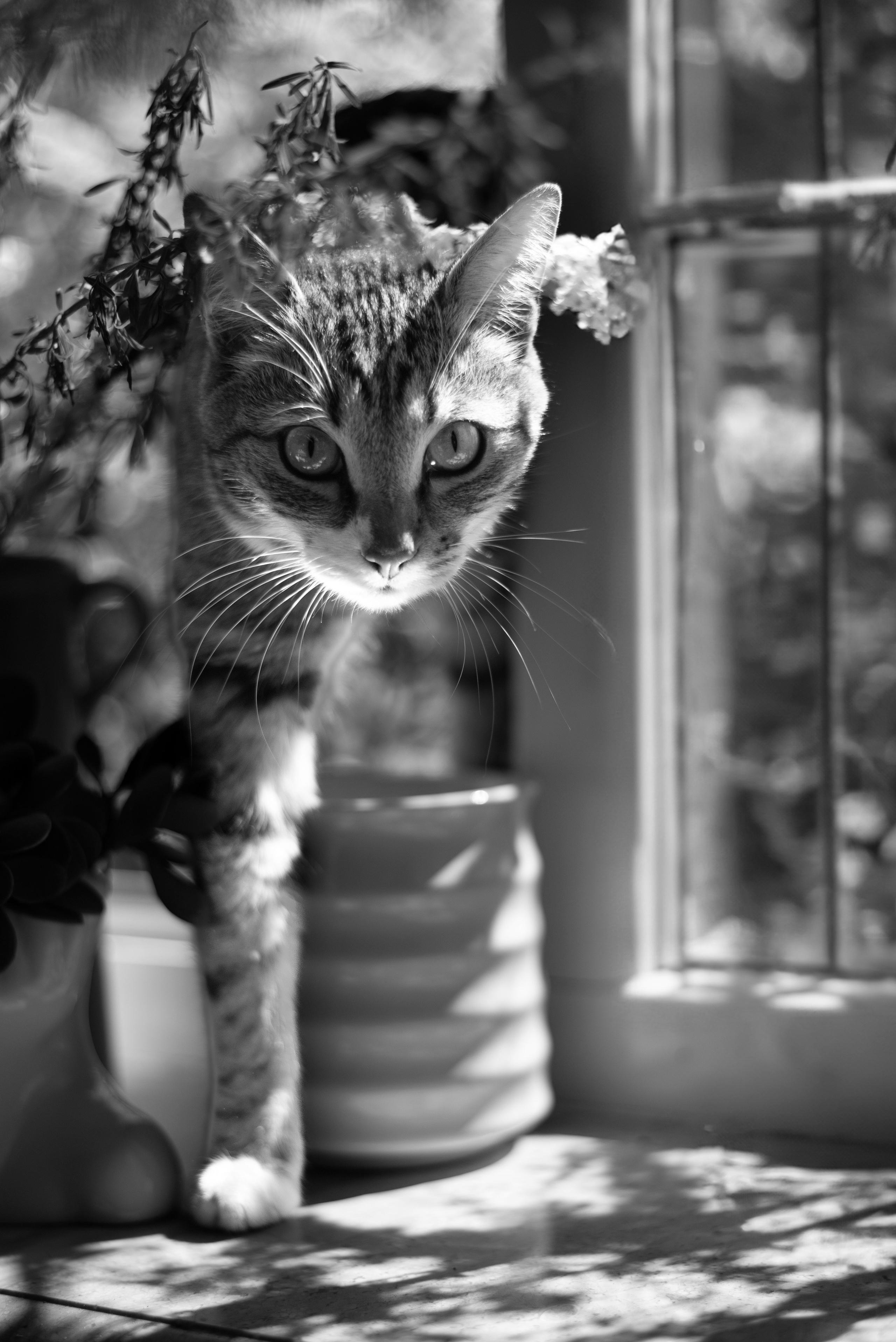 Ксюша. Женский фотопортрет. Фотограф Стеценко Наталия. Одинцово, Москва, Московская область