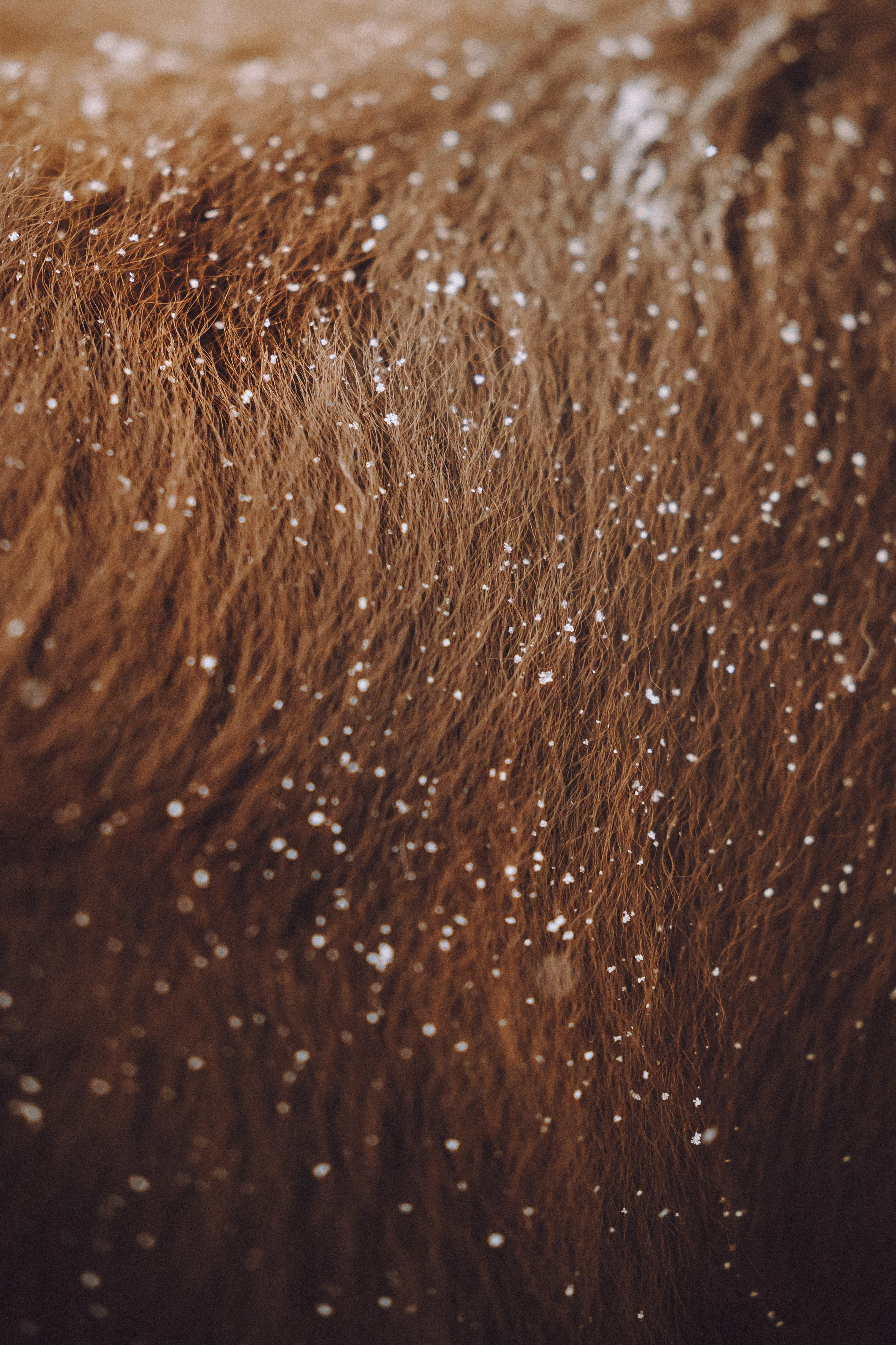 Лена, Принц и Фенек