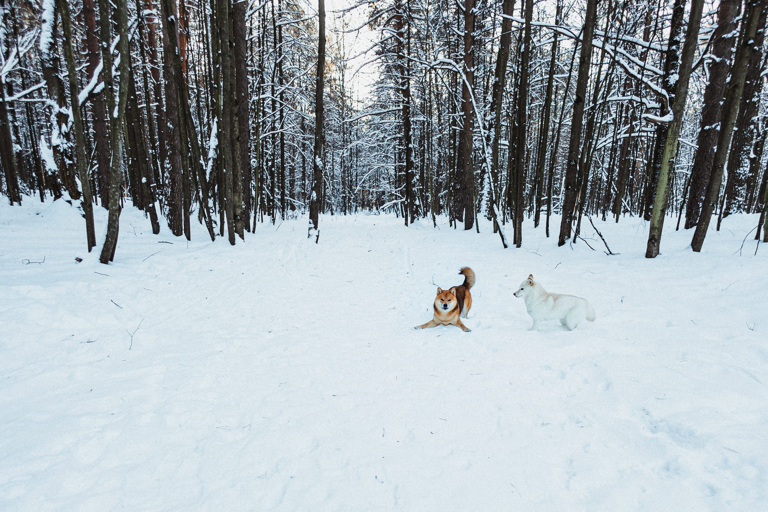 Шед, Цири и Ира