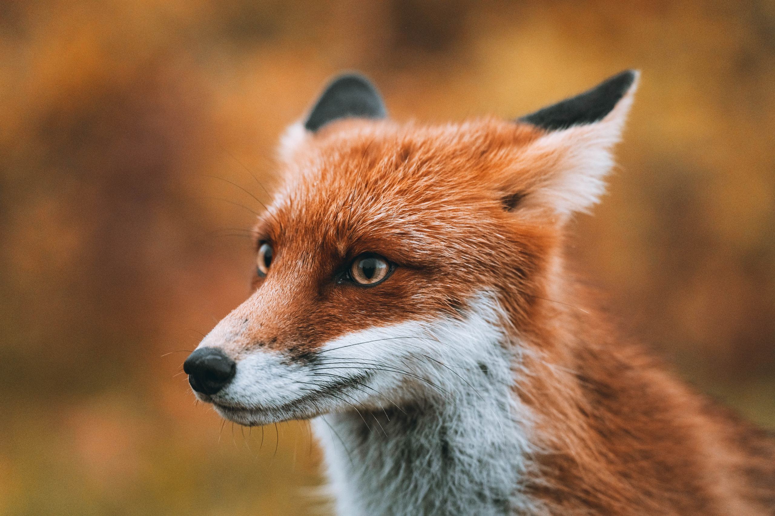 СЕВЕР. Event фотограф Степанова Александра