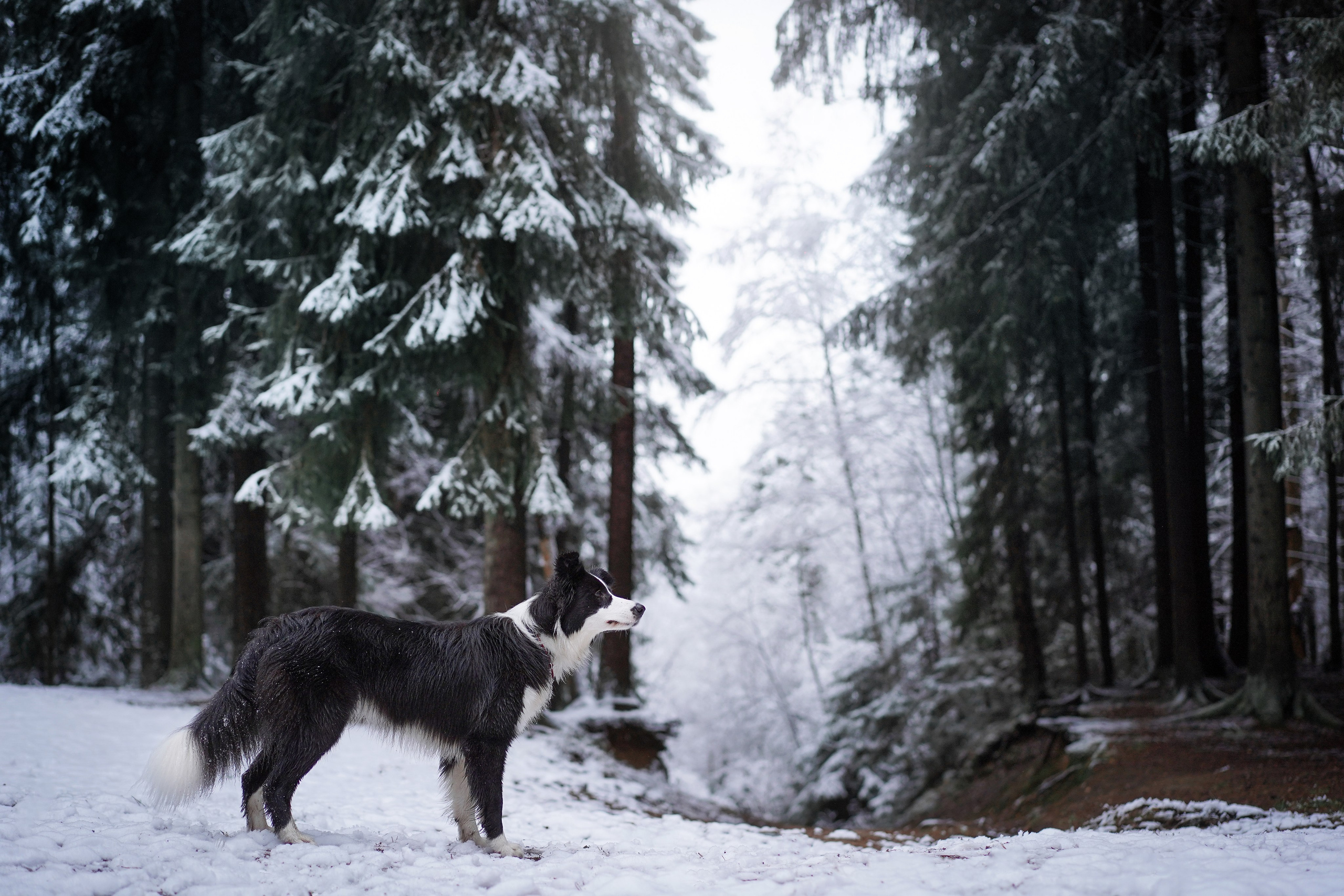 Юлия и Груша. Фотограф-анималист в Санкт-Петербурге Яна Мартынова