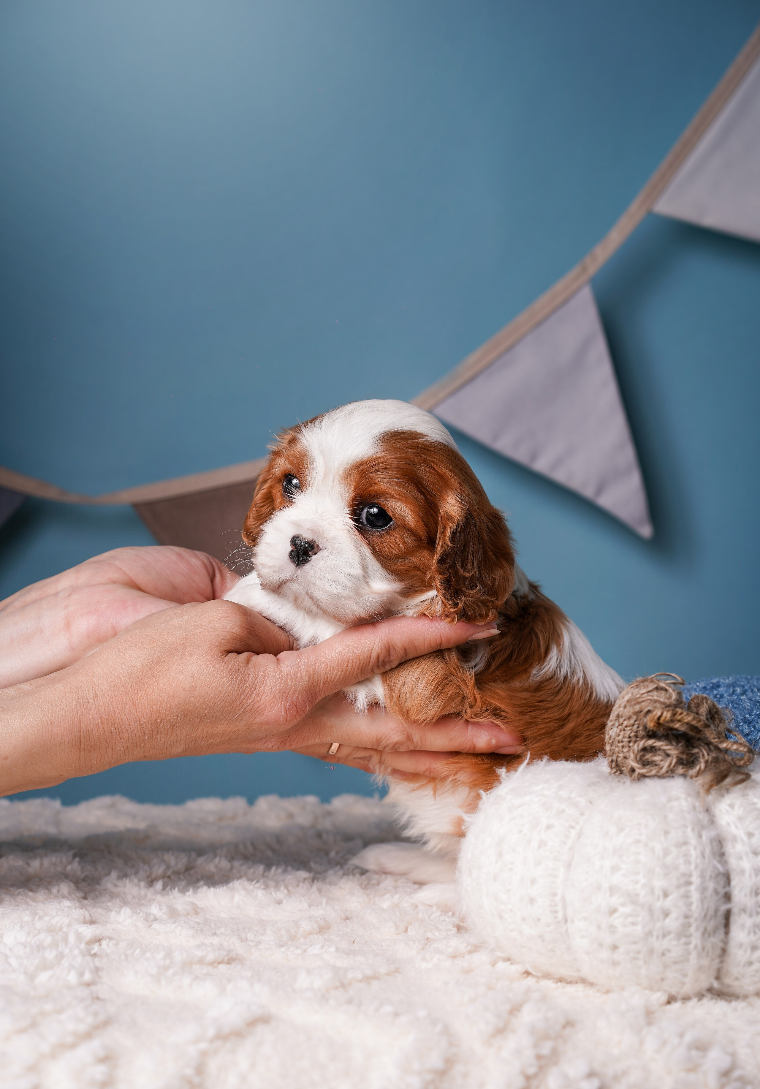Щенки кавалера. Фотограф-анималист в Санкт-Петербурге Яна Мартынова