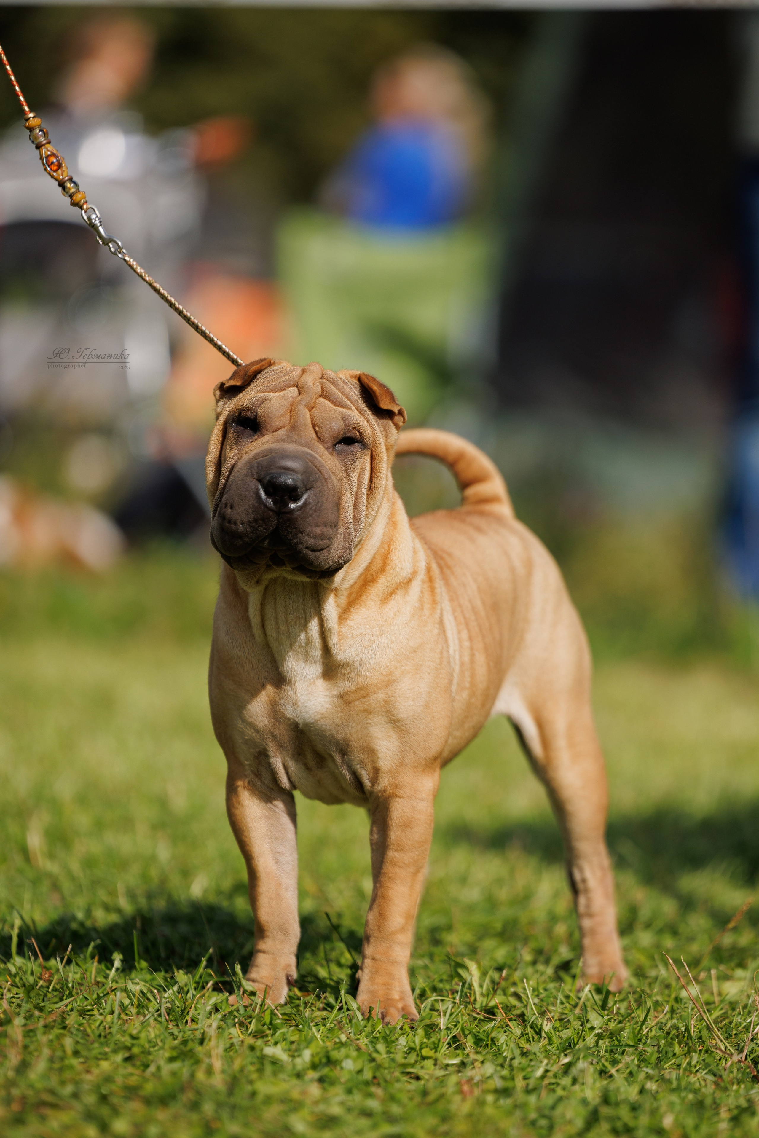 Зеленоград 13.09.2025. Фотограф-анималист Юлия Германика