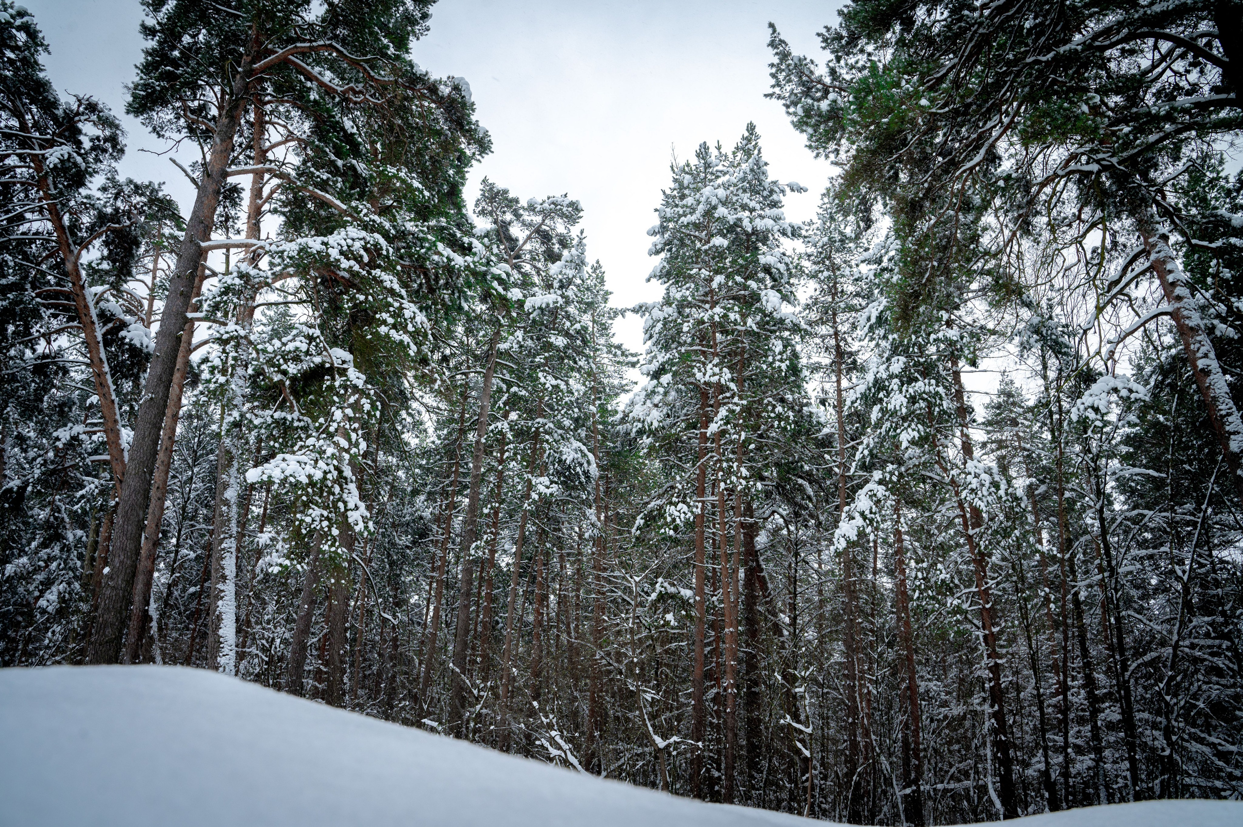 Прогулка с собакой. Зима, лес, Москва. Vadim Nevenglovskii Фотограф в разных жанрах