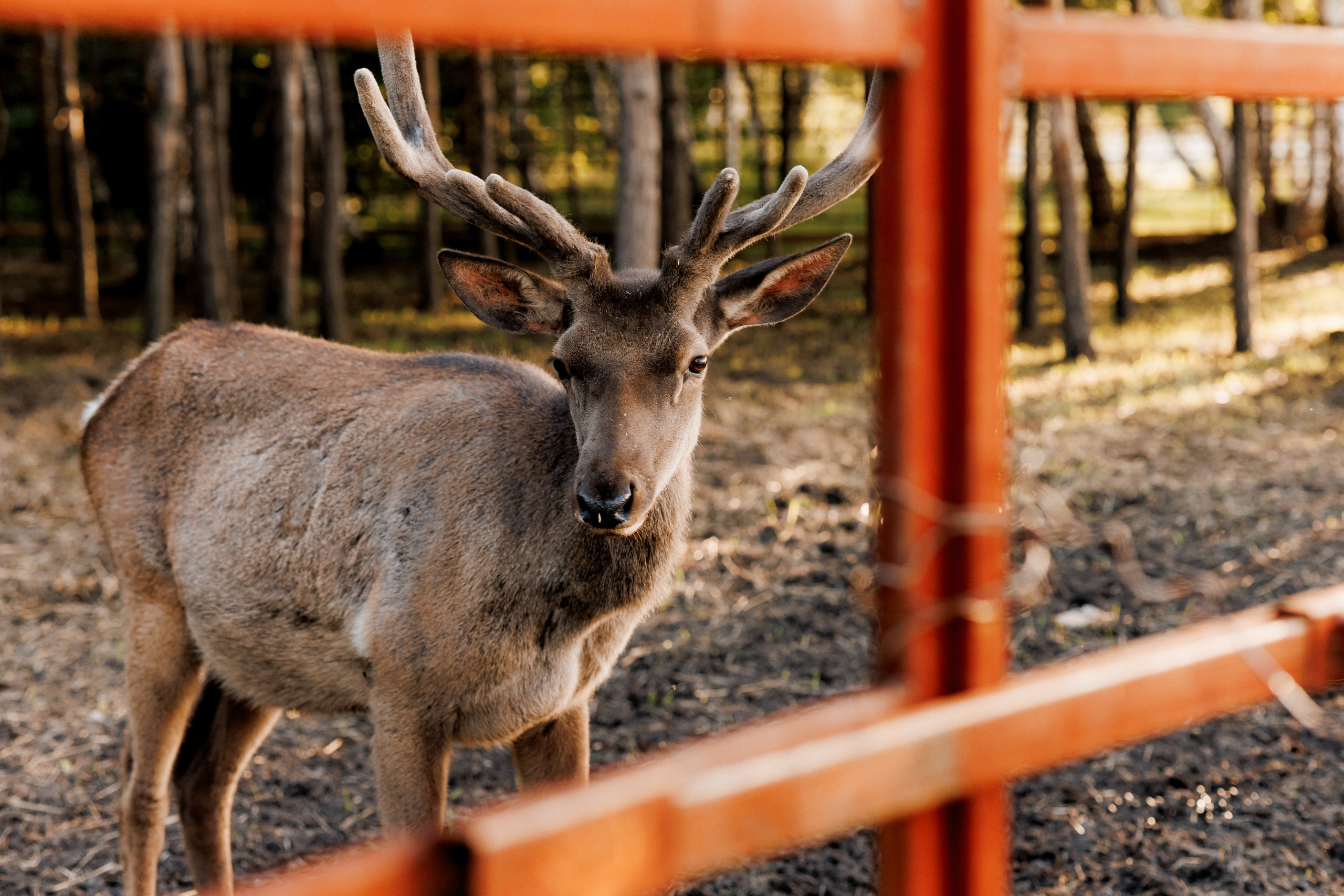 Юлия и Антон. Фотограф в Омске Валерия Крячко