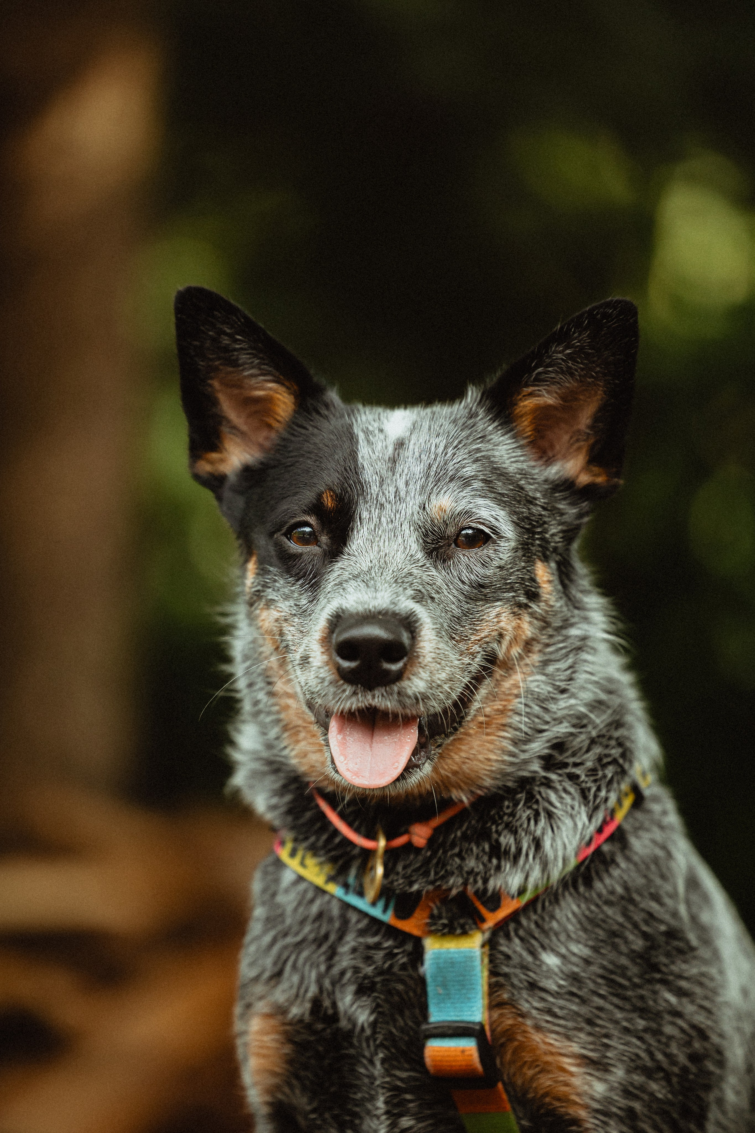Выездной дог-тренинг от школы «Шерсть имею»